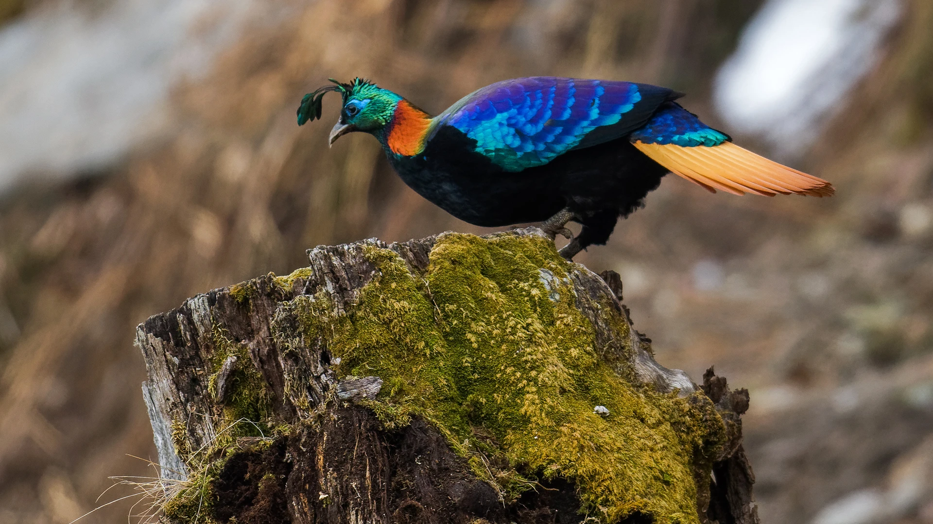 Himalayan Monal
