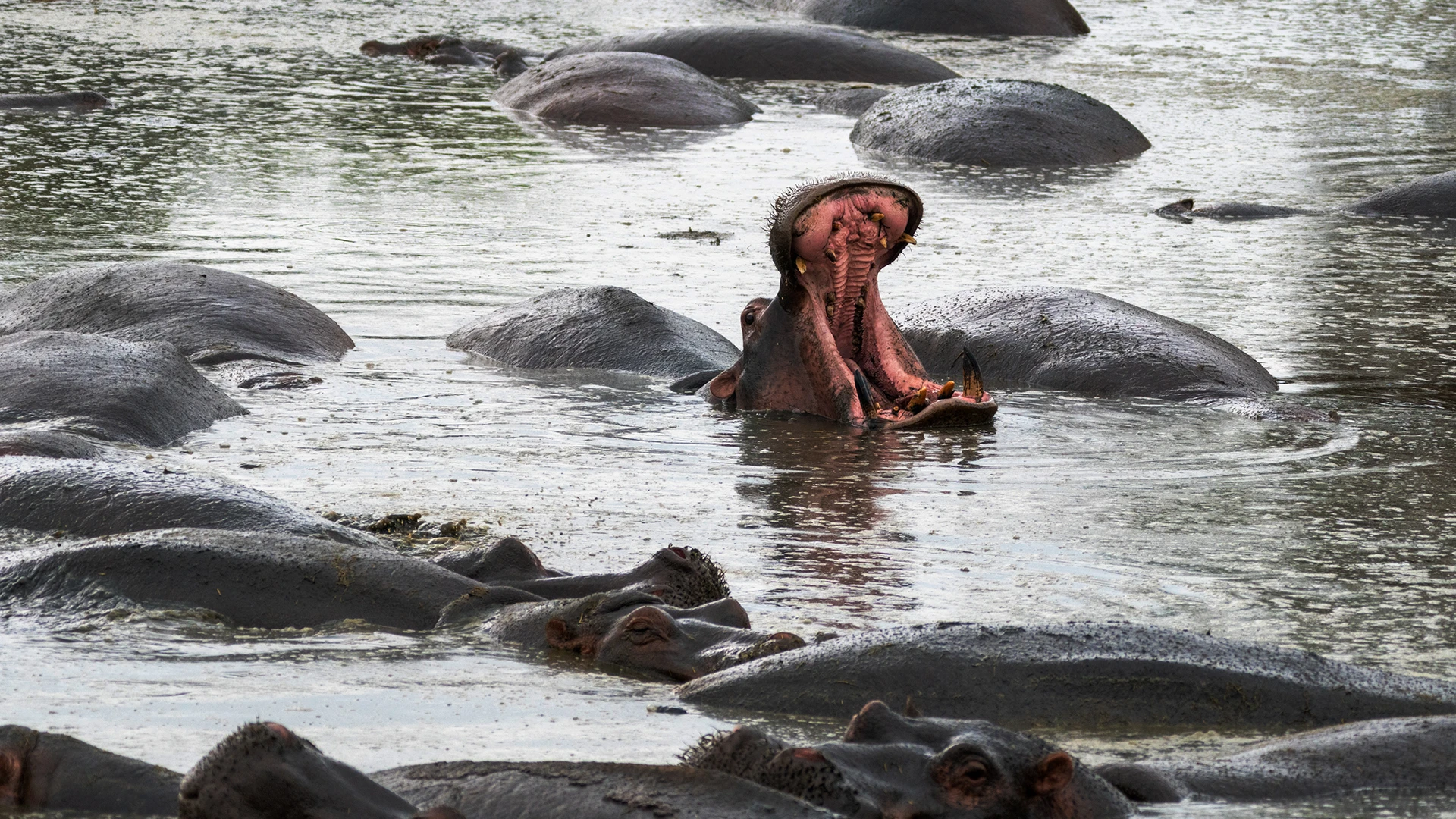 Hippo Serengeti National Park Tanzania