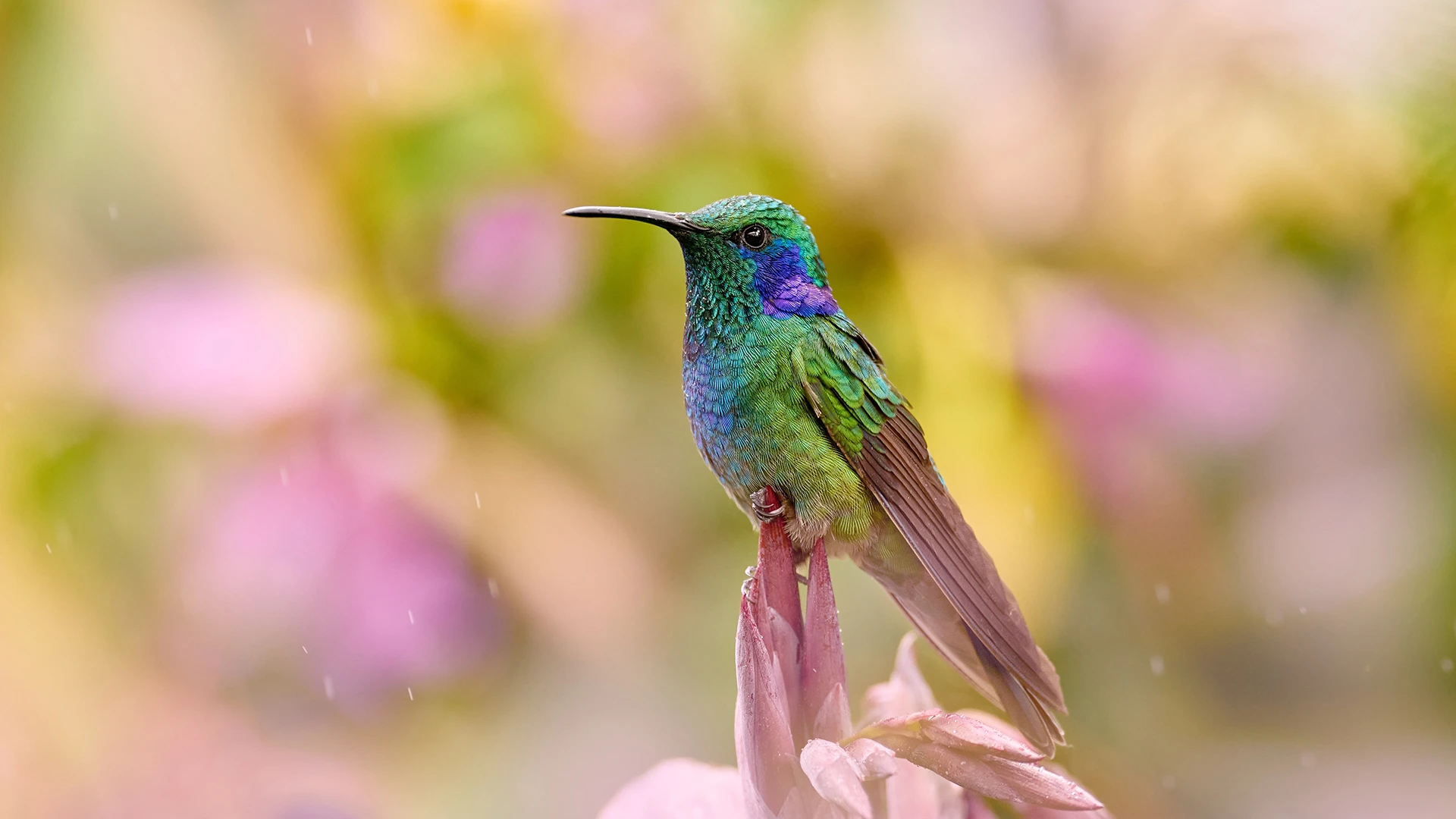 Blue and green hummingbird