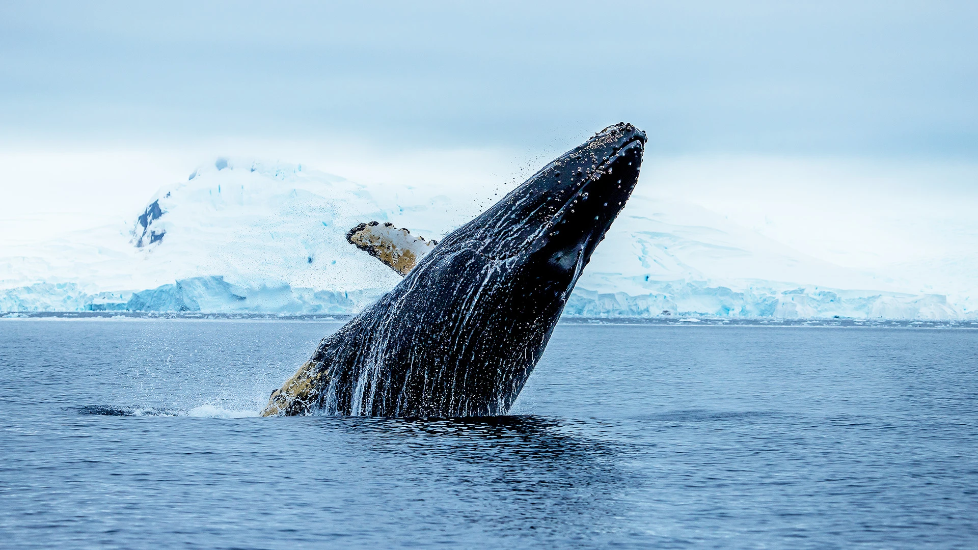 Humpback Whale Antarctica