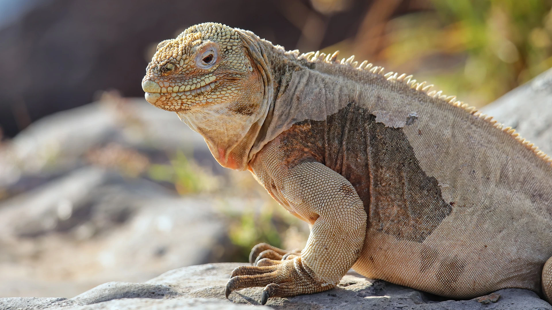 Machu Picchu and West Galapagos Expedition