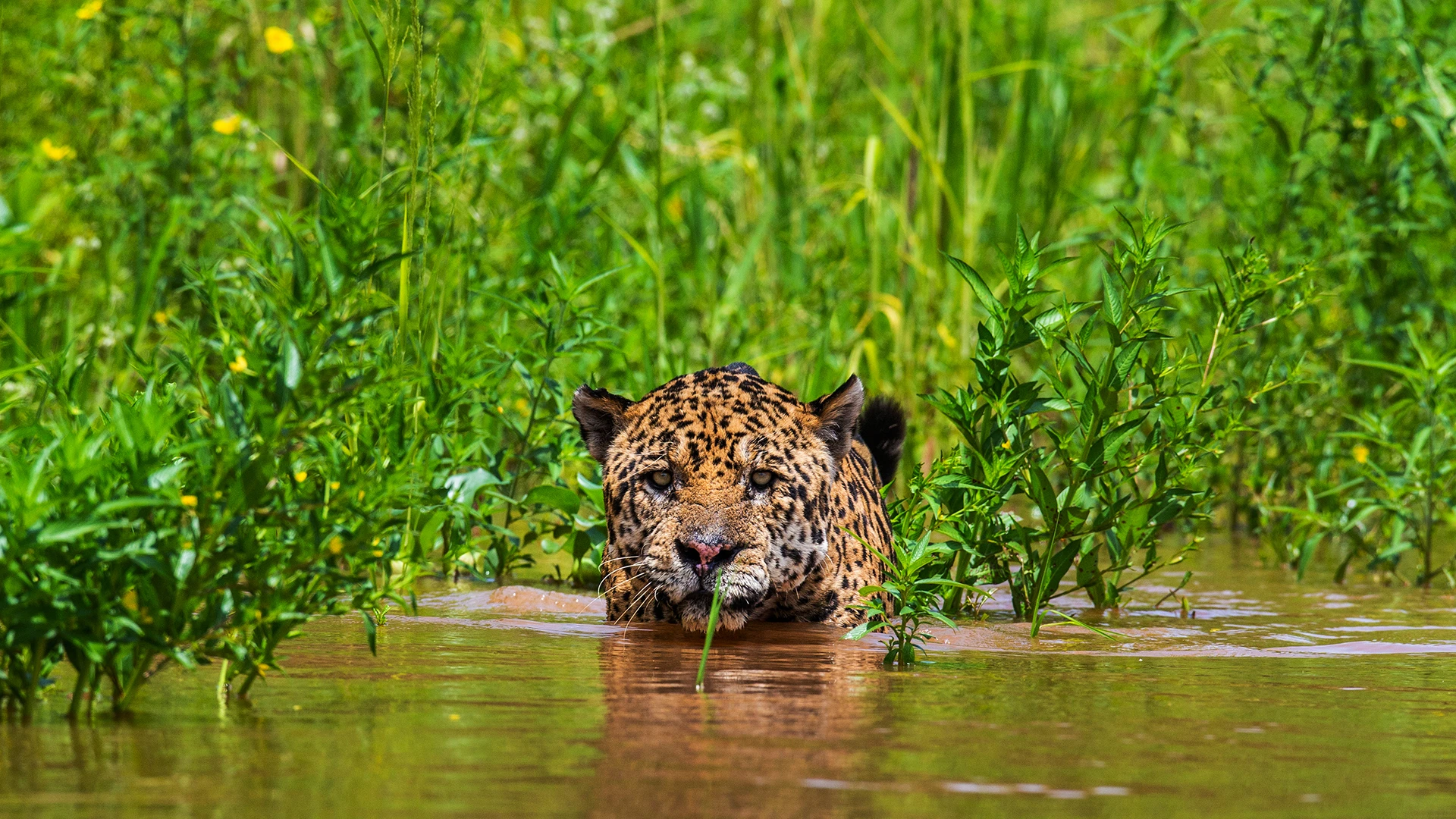 Jaguar in the wetlands