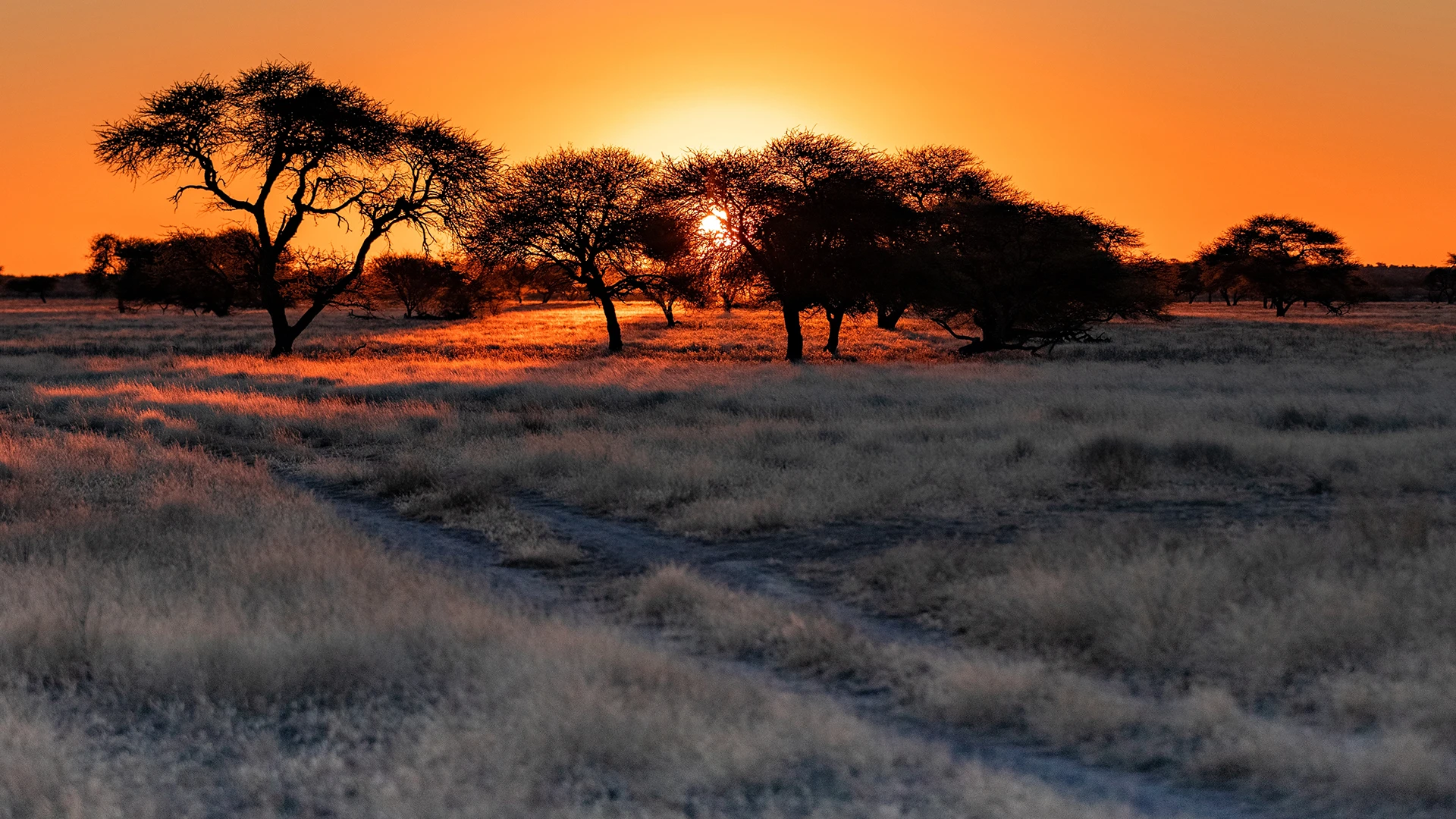 The Kalahari (Tswalu)