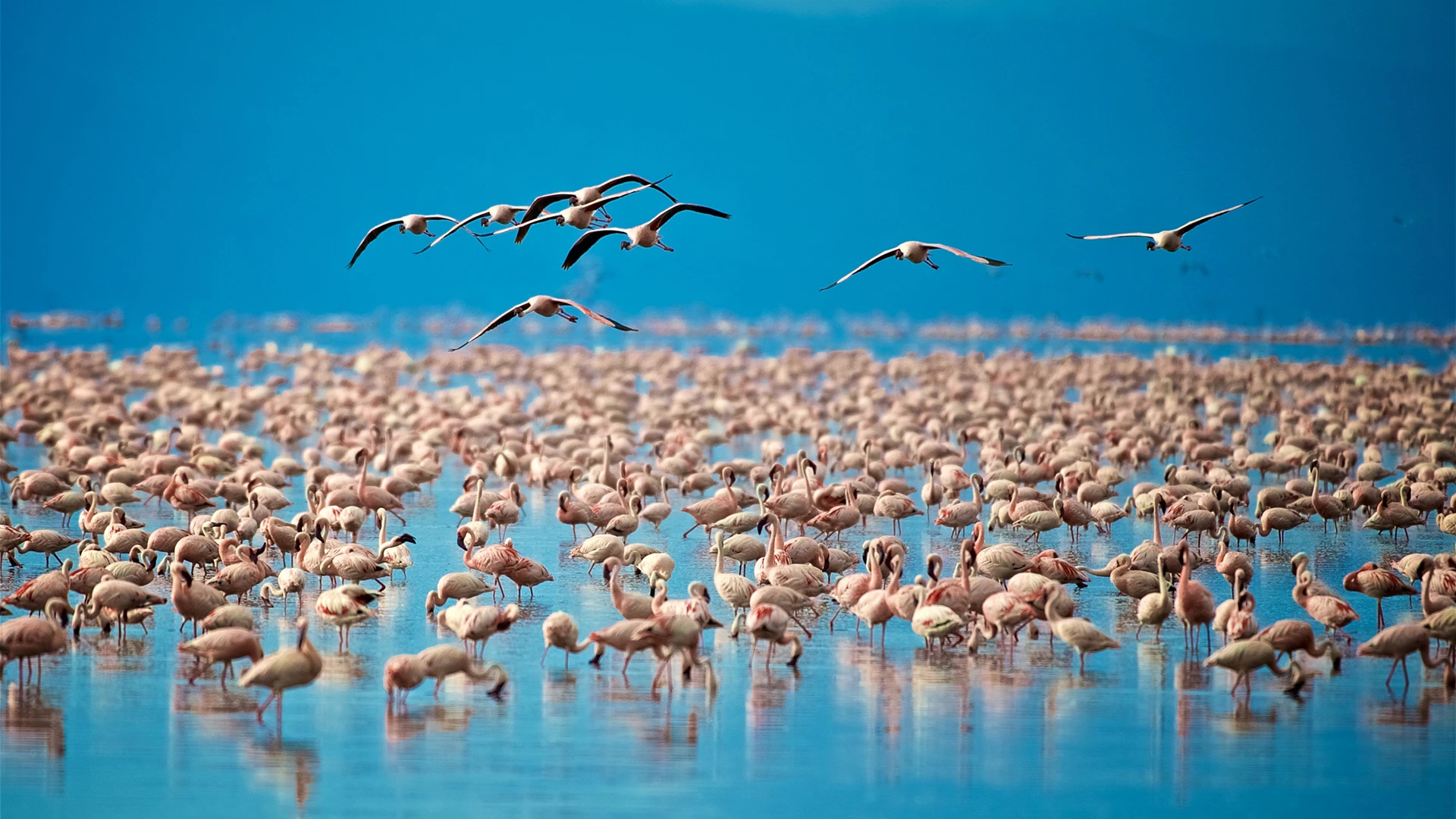 Lake Manyara Ngorongoro Tanzania