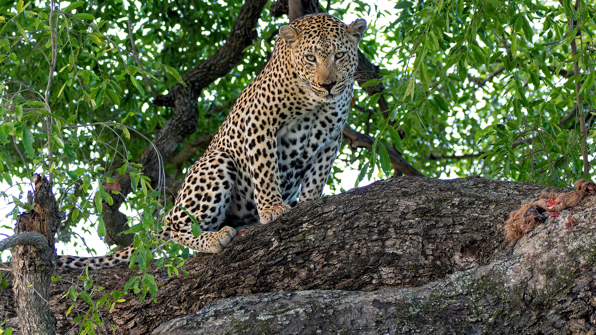 Male leopard protecting his prey