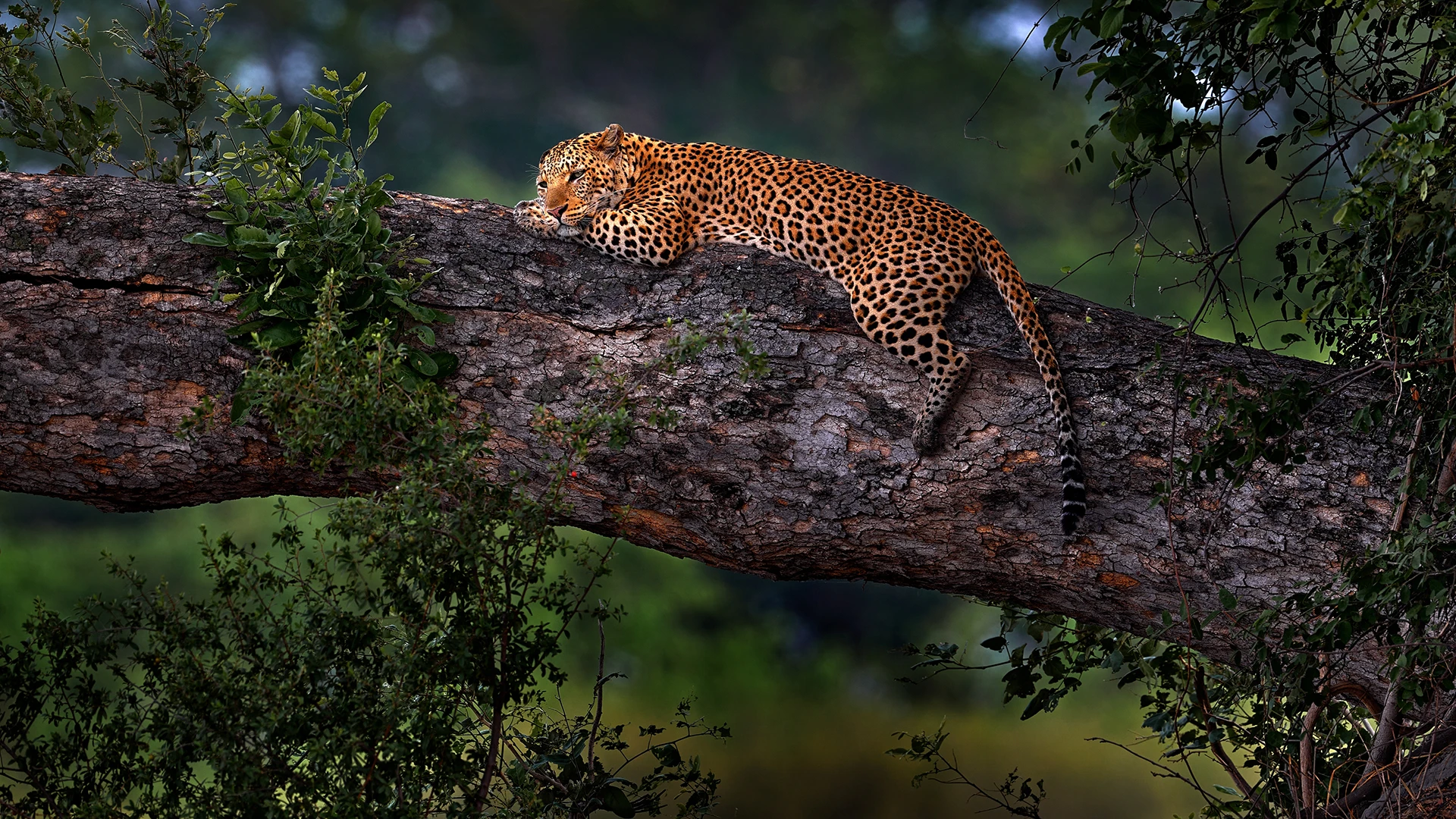 African leopard (Panthera Pardus Pardus)