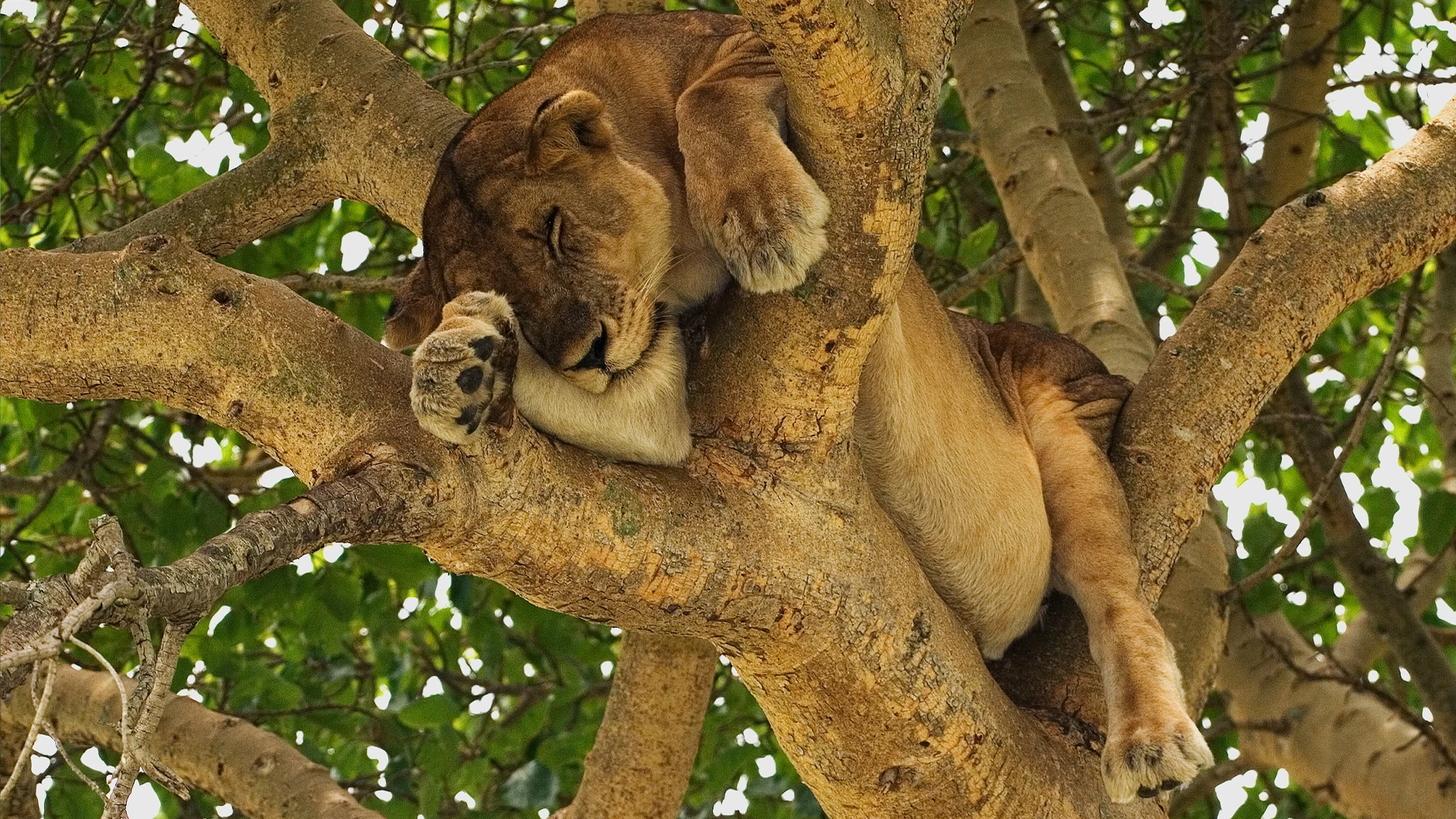 Queen Elizabeth National Park