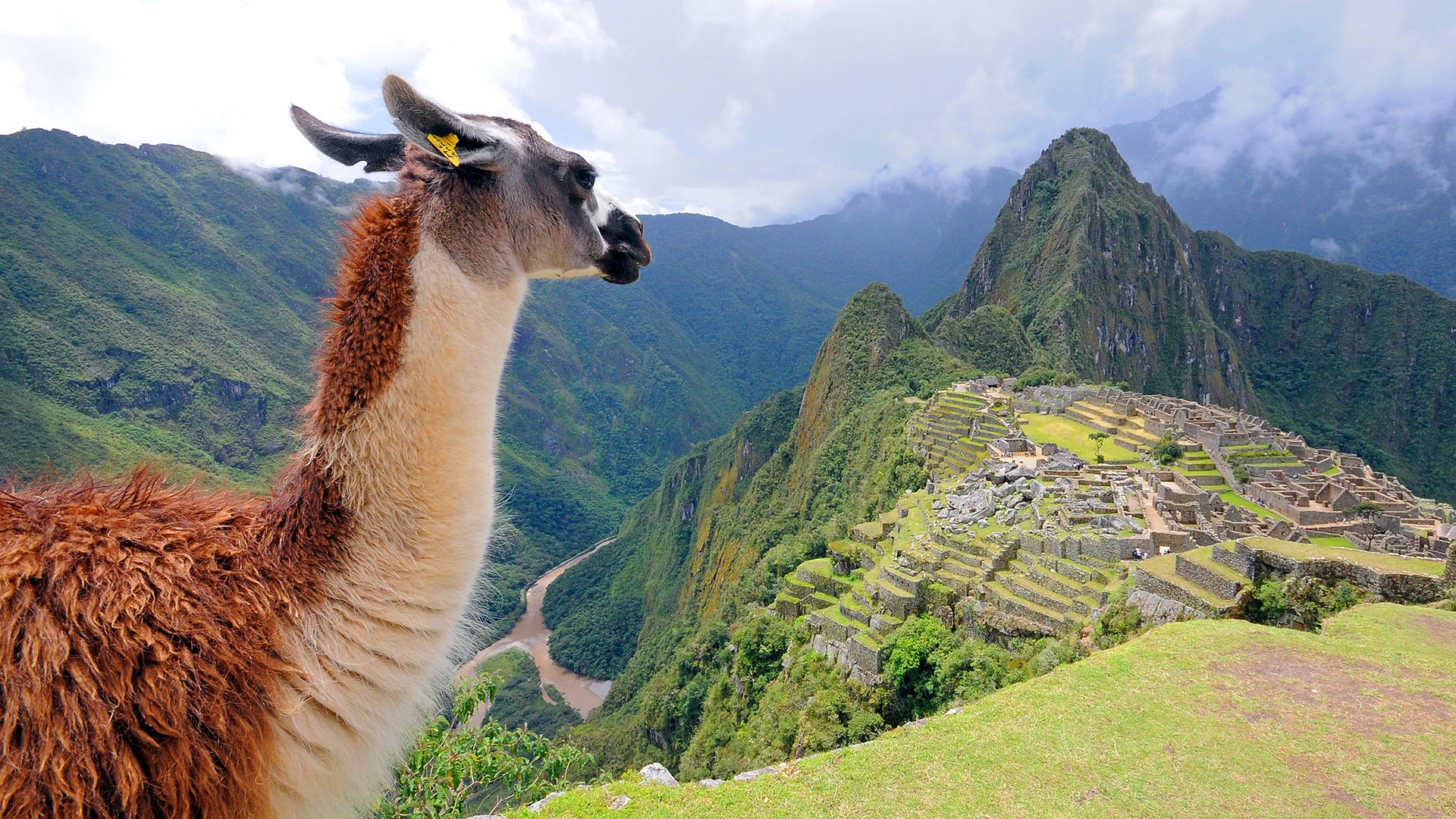 Llama Machu Picchu Peru