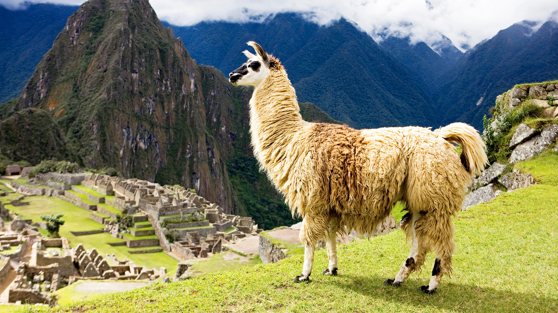 Machu Picchu Mysteries and Galapagos Marvels