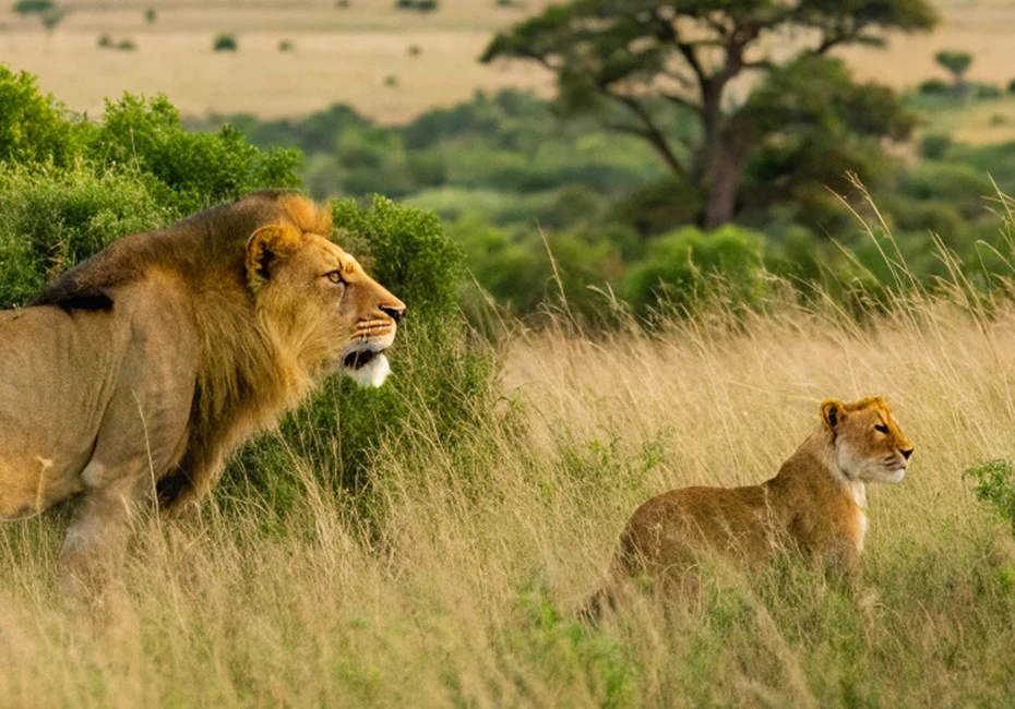 Maasai Mara National Reserve 