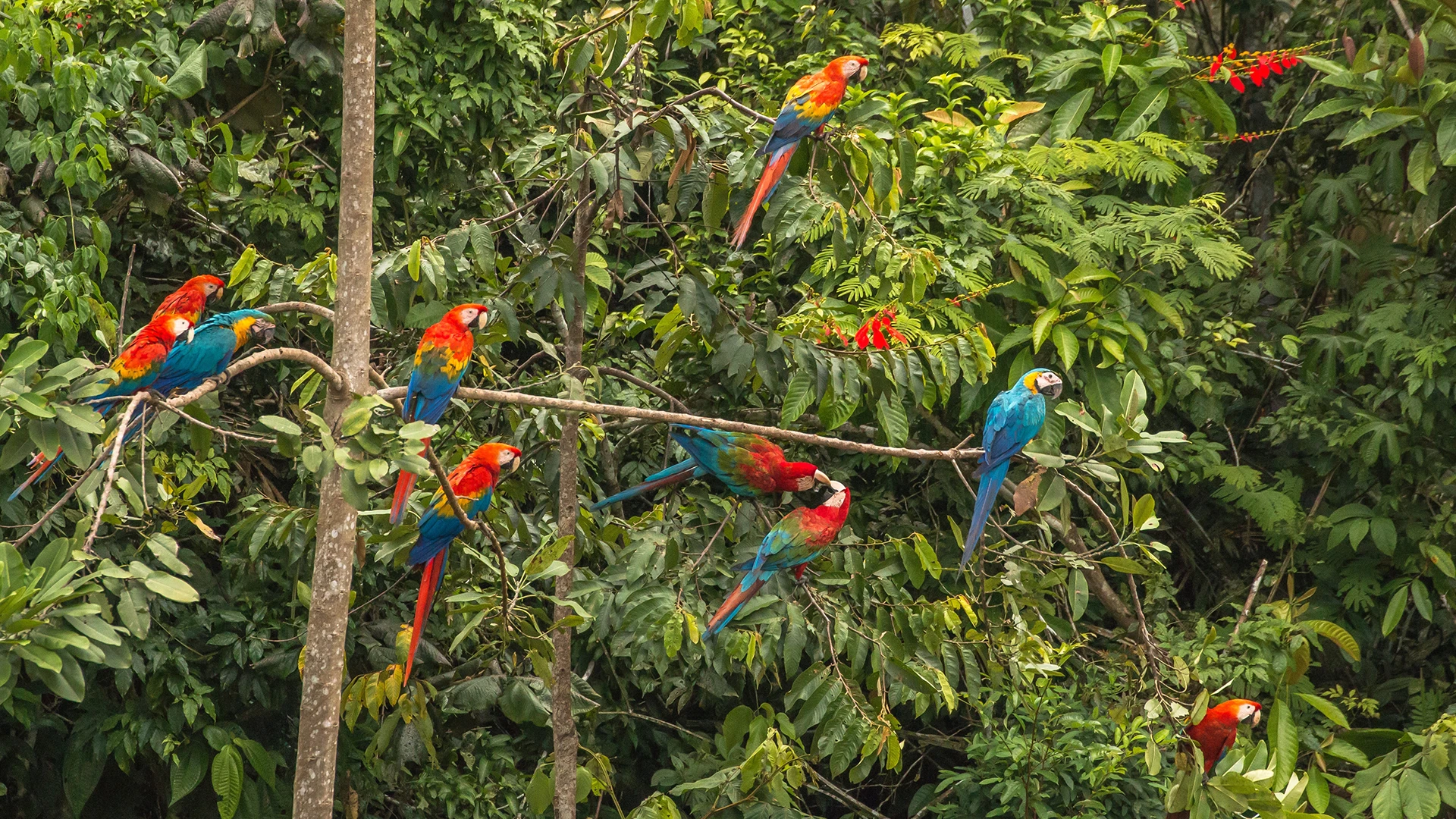 A Pandemonium of Macaws 