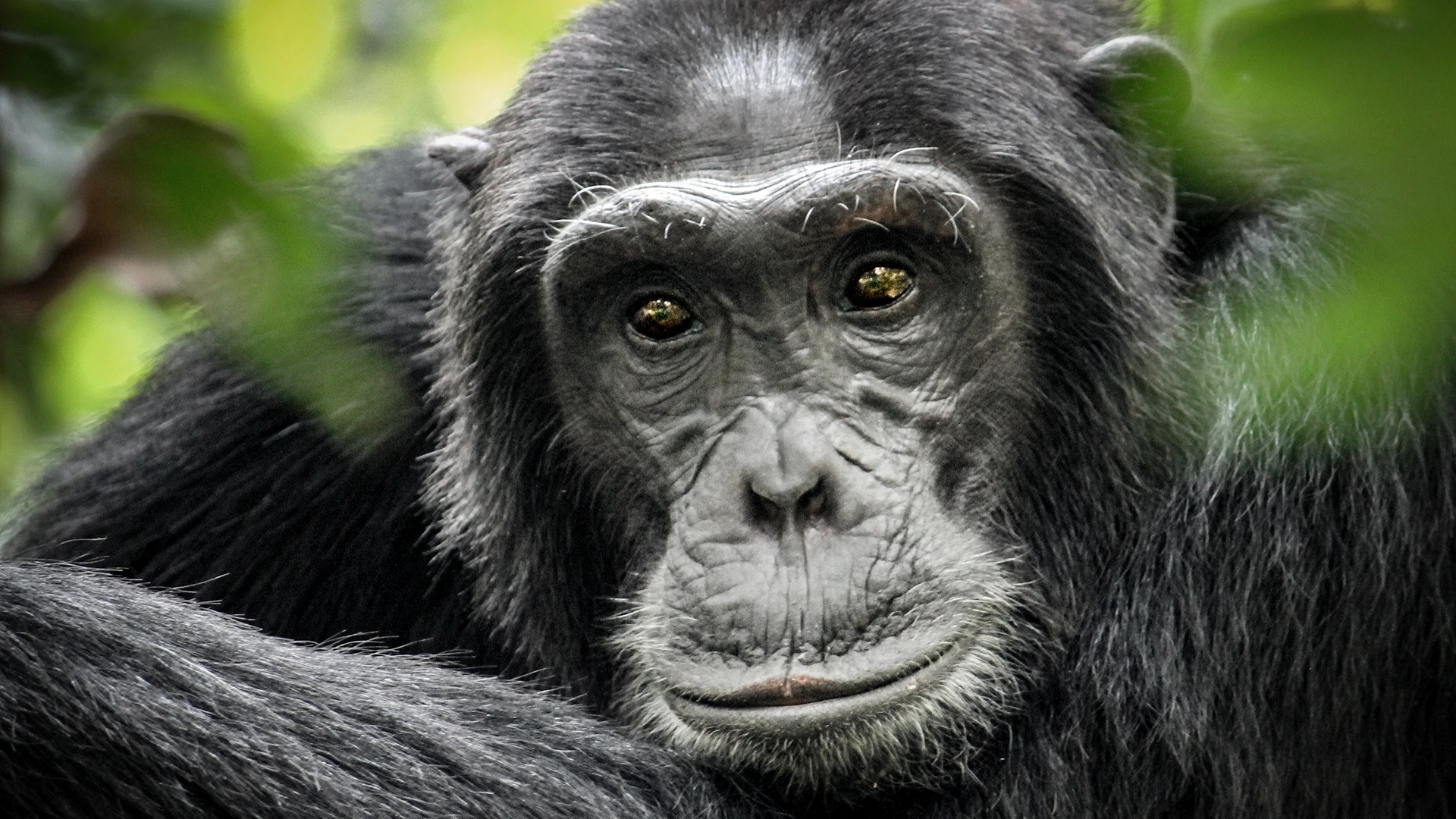 Chimpanzee