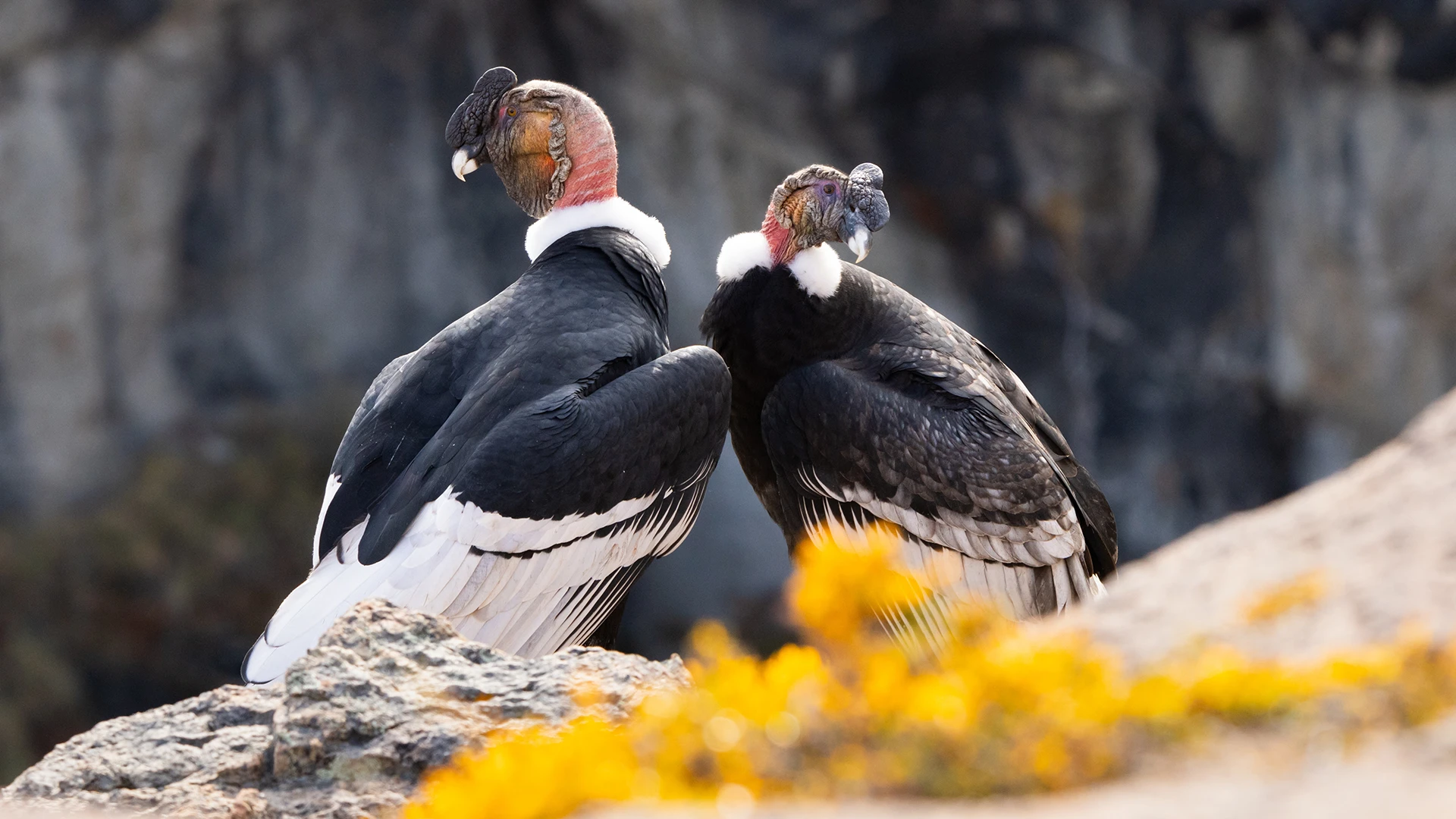 A pair male Andean Condors
