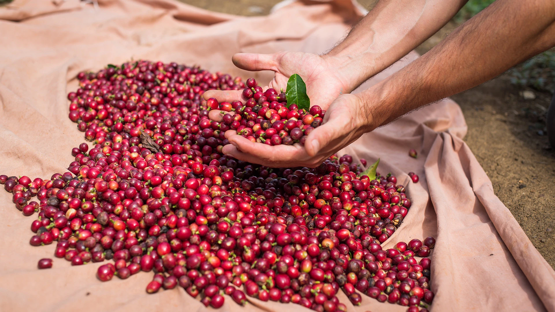 Wild Galapagos and Colombian Coffee Adventure