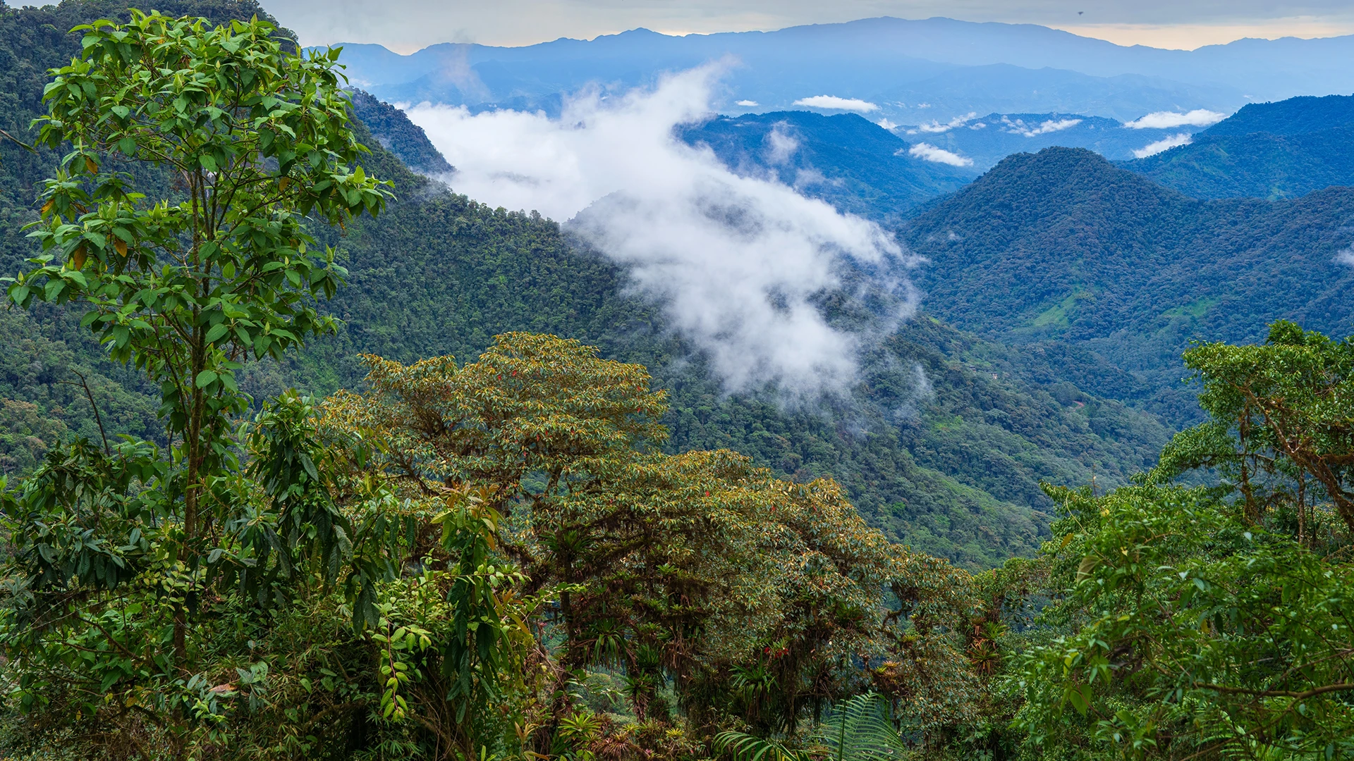 Cloud Forests (Mindo)