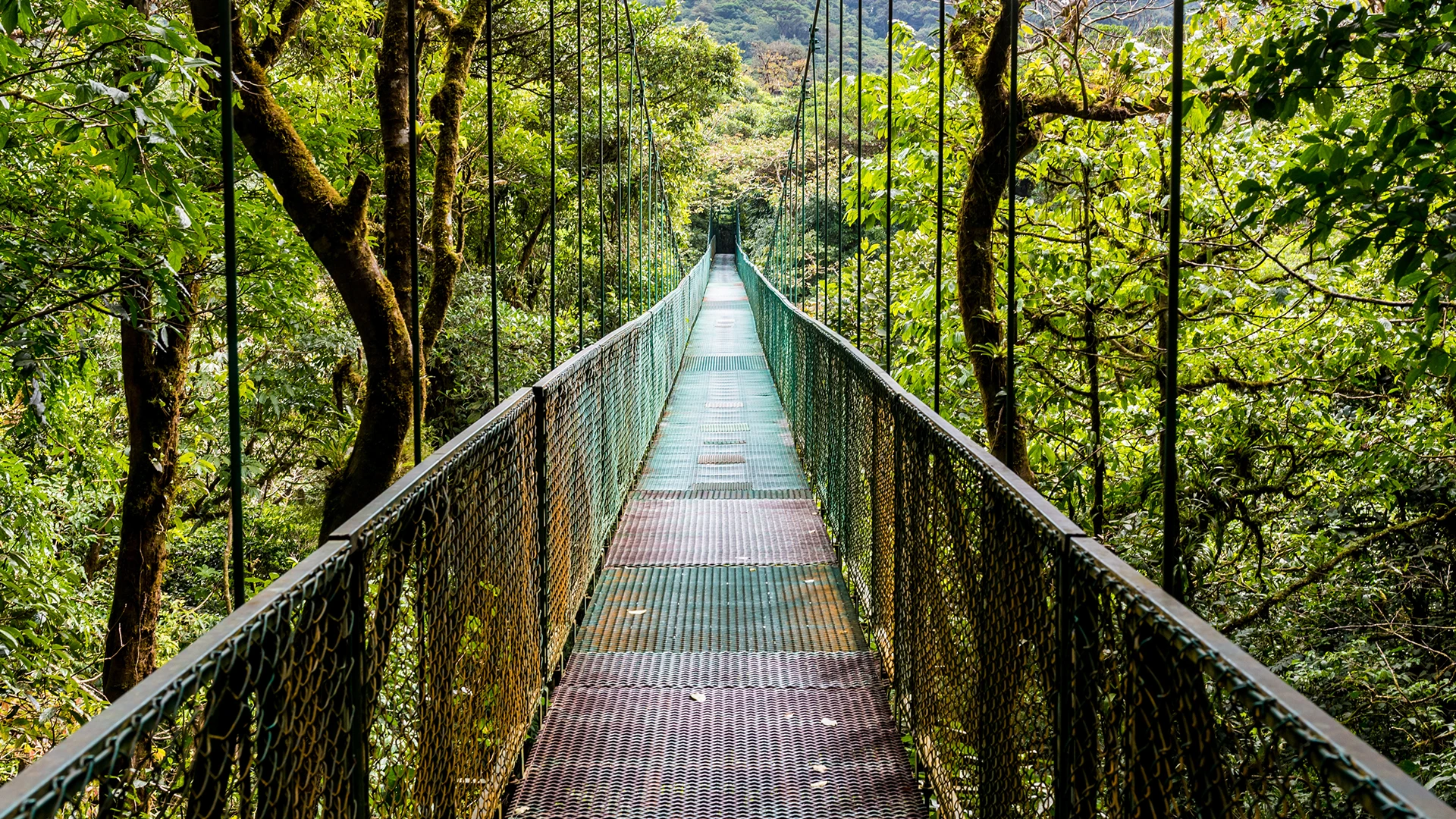 Monteverde Cloud Forest