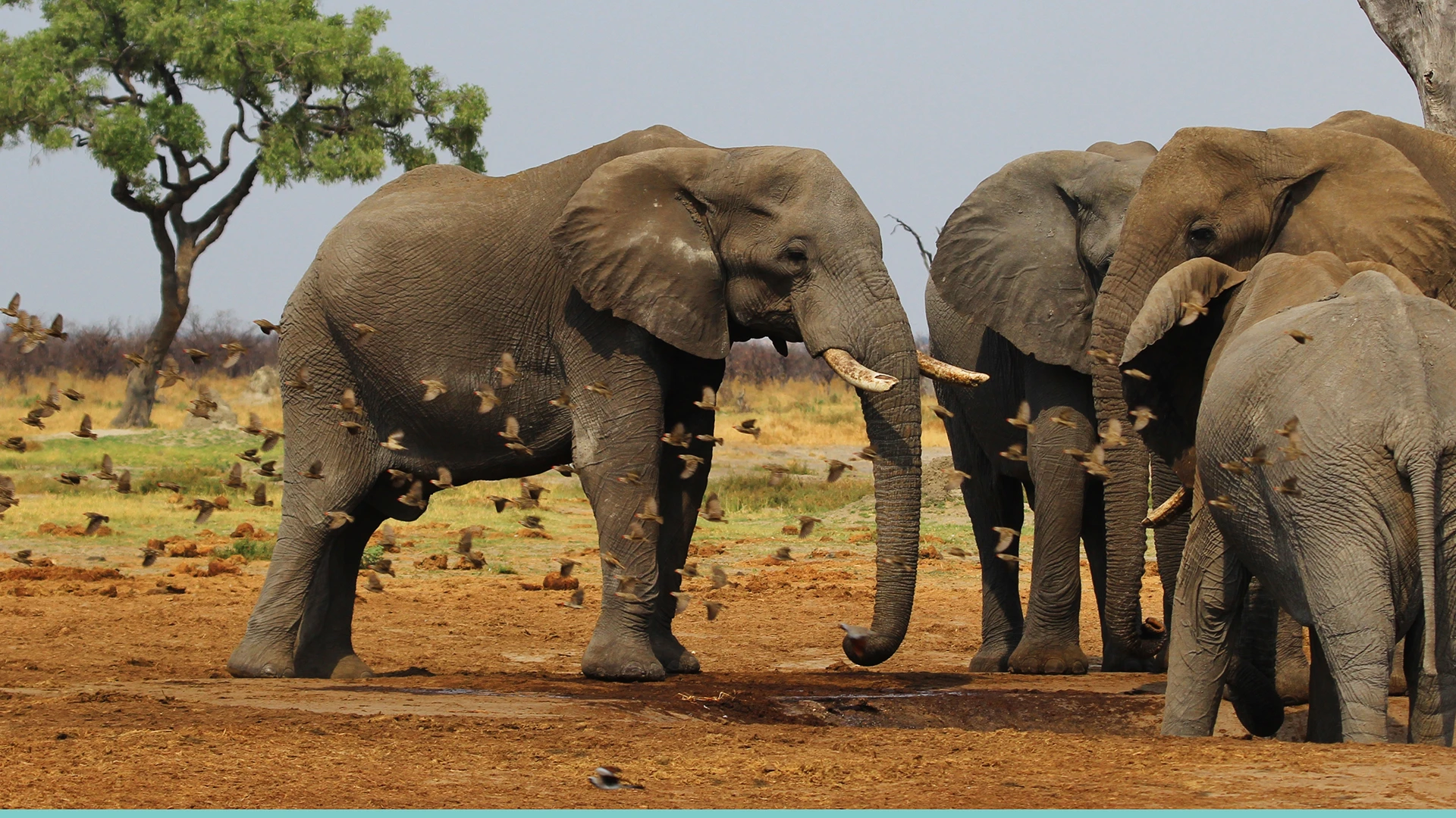 Moremi Game Reserve 