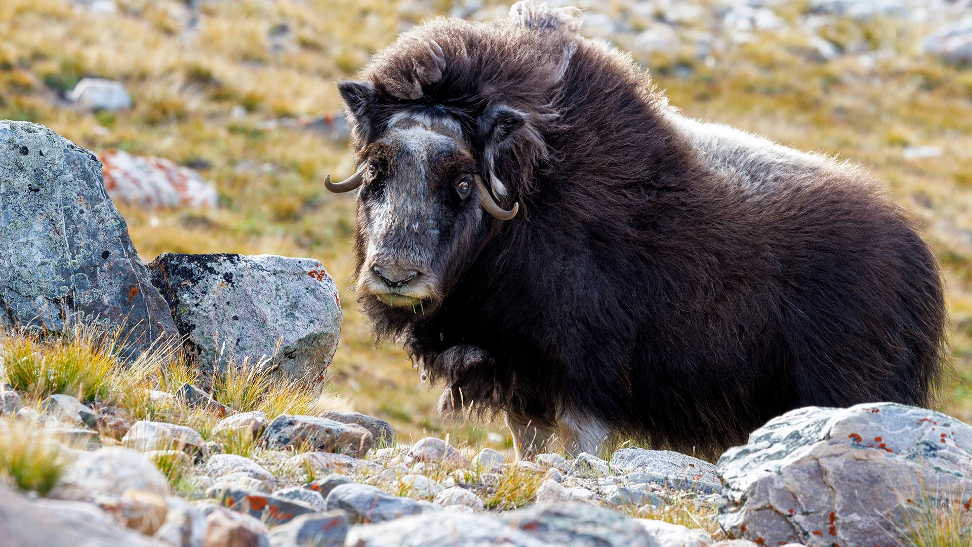 Northeast Greenland National Park