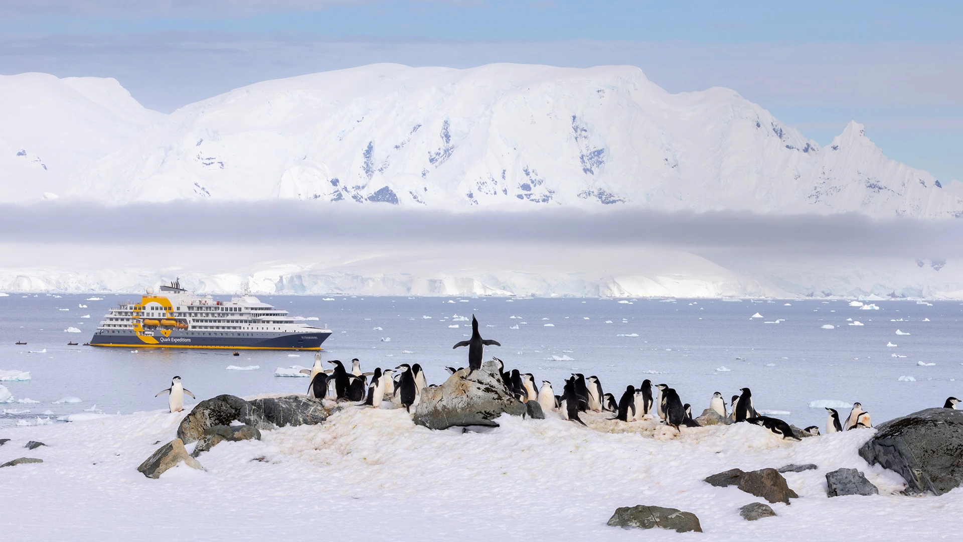 Penguin Quark Expeditions Antarctica