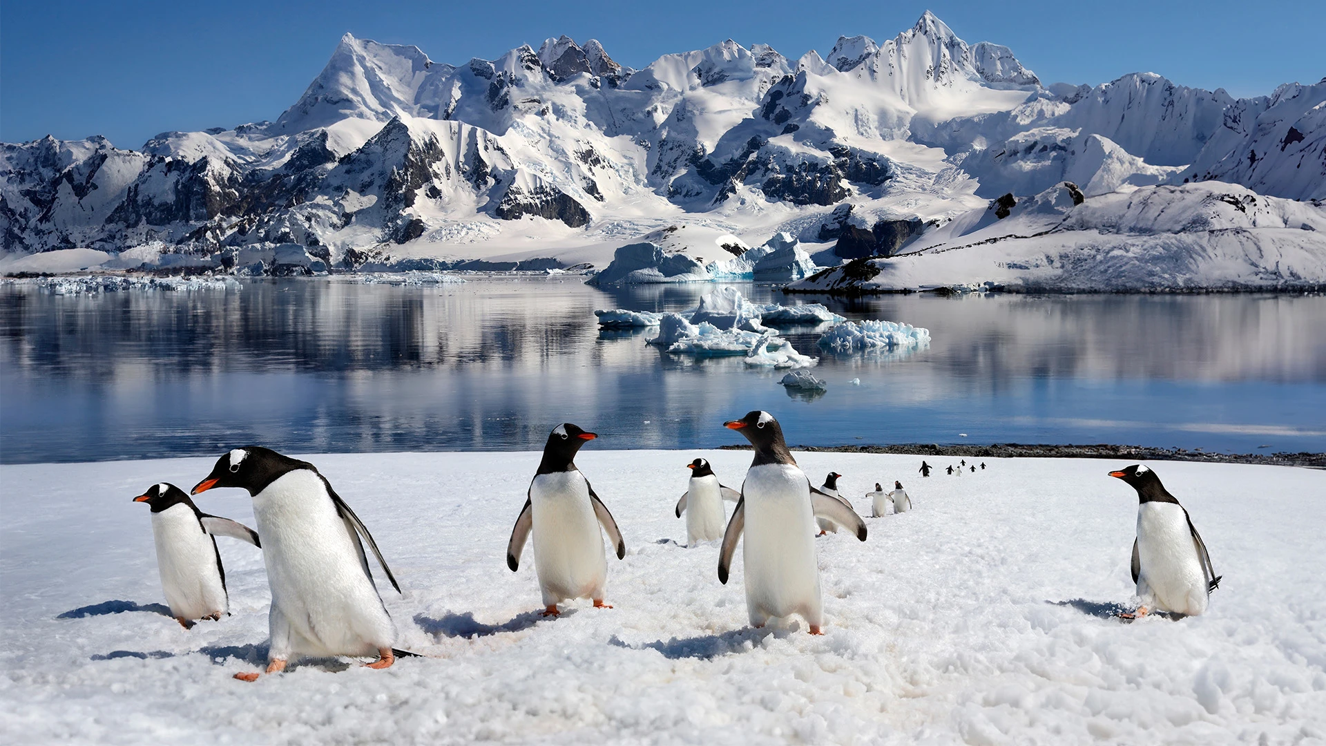 Penguins in Antarctica