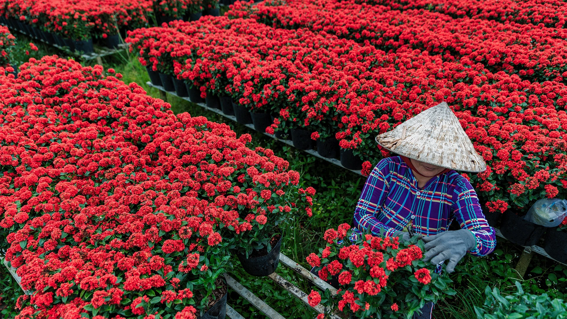 People are harvesting flowers in Sa Dec city