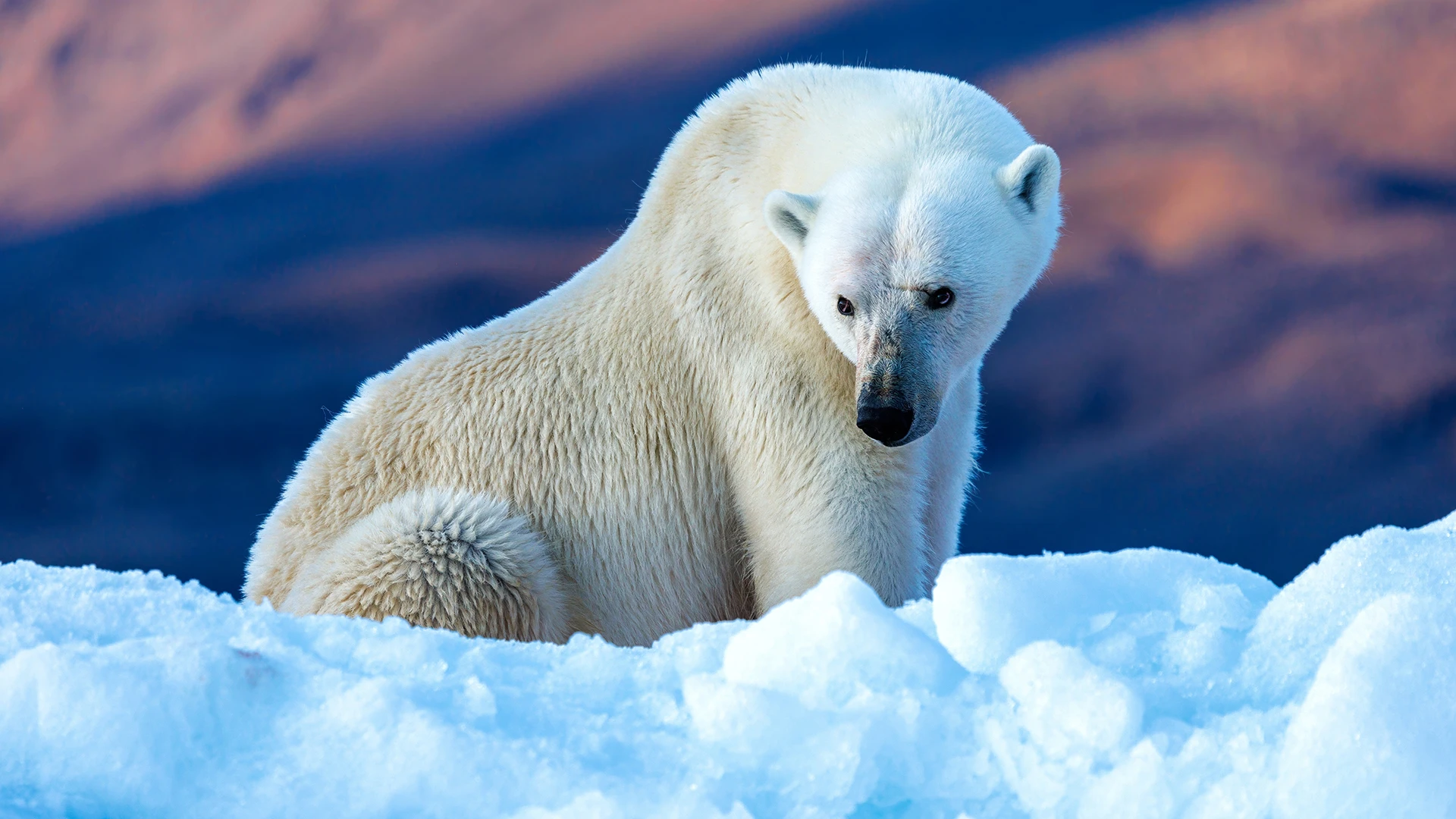 The King of the Arctic