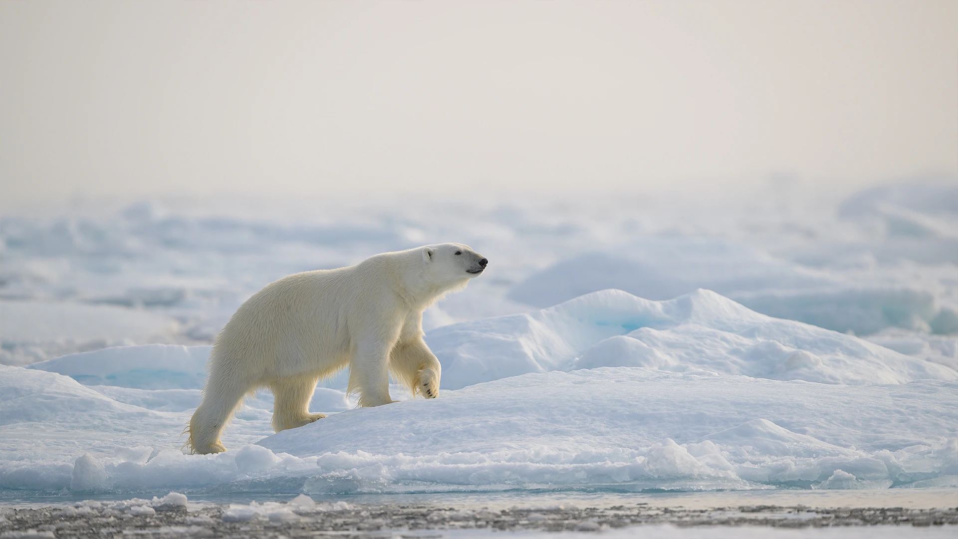 Polar Bear Svalbard