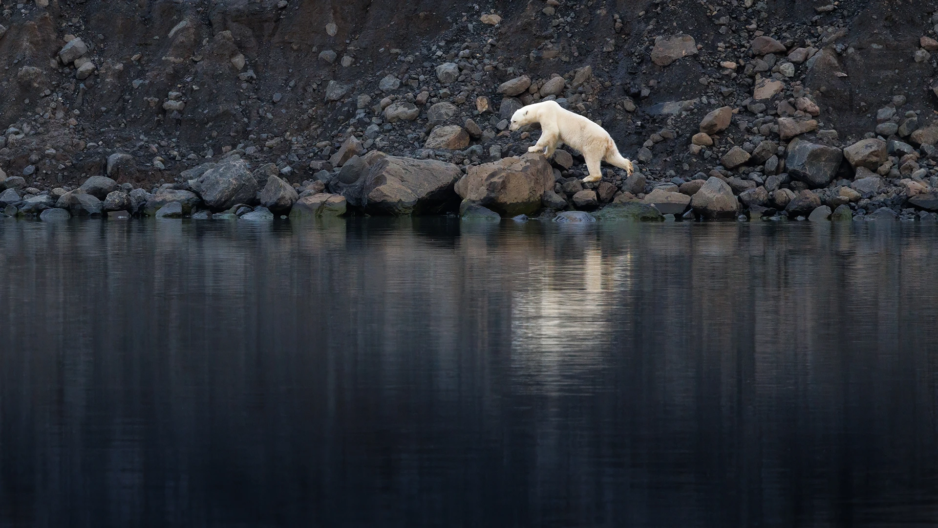 Polar bear walking the rocky shore of Vikinge Bay