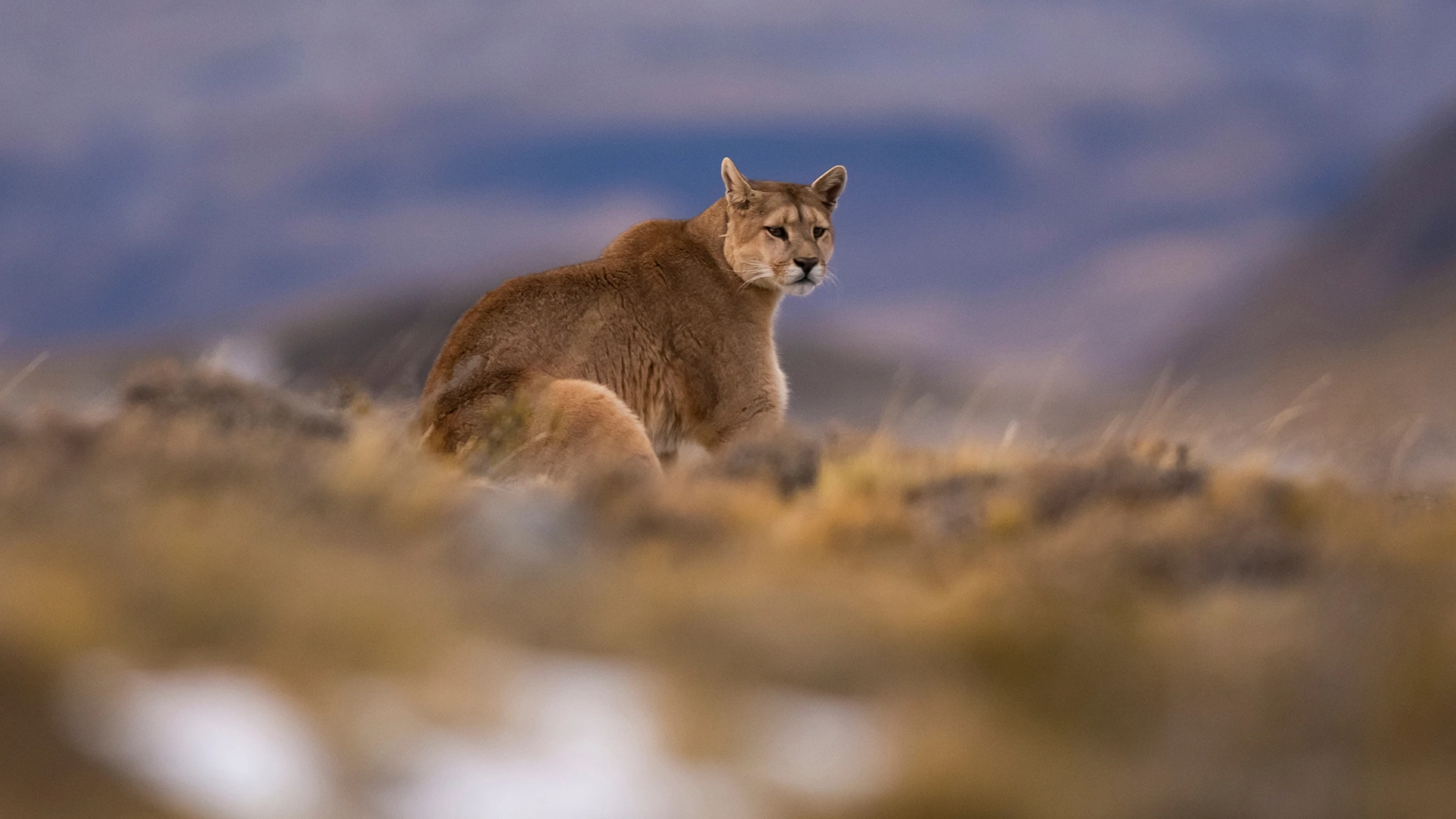 Puma walking Torres del Paine National Park