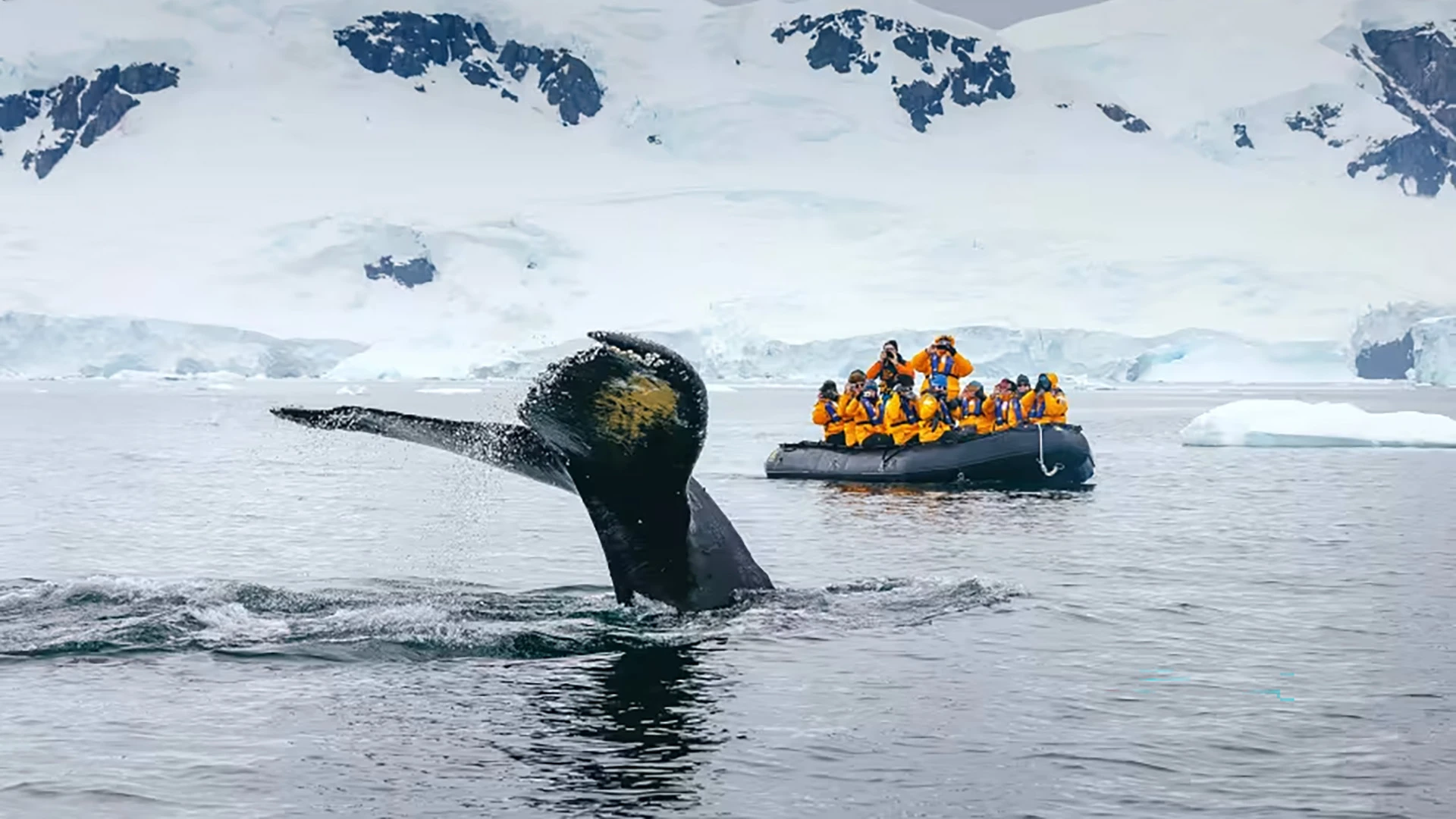 Quark Expeditions in Antartica with whale and zodiac