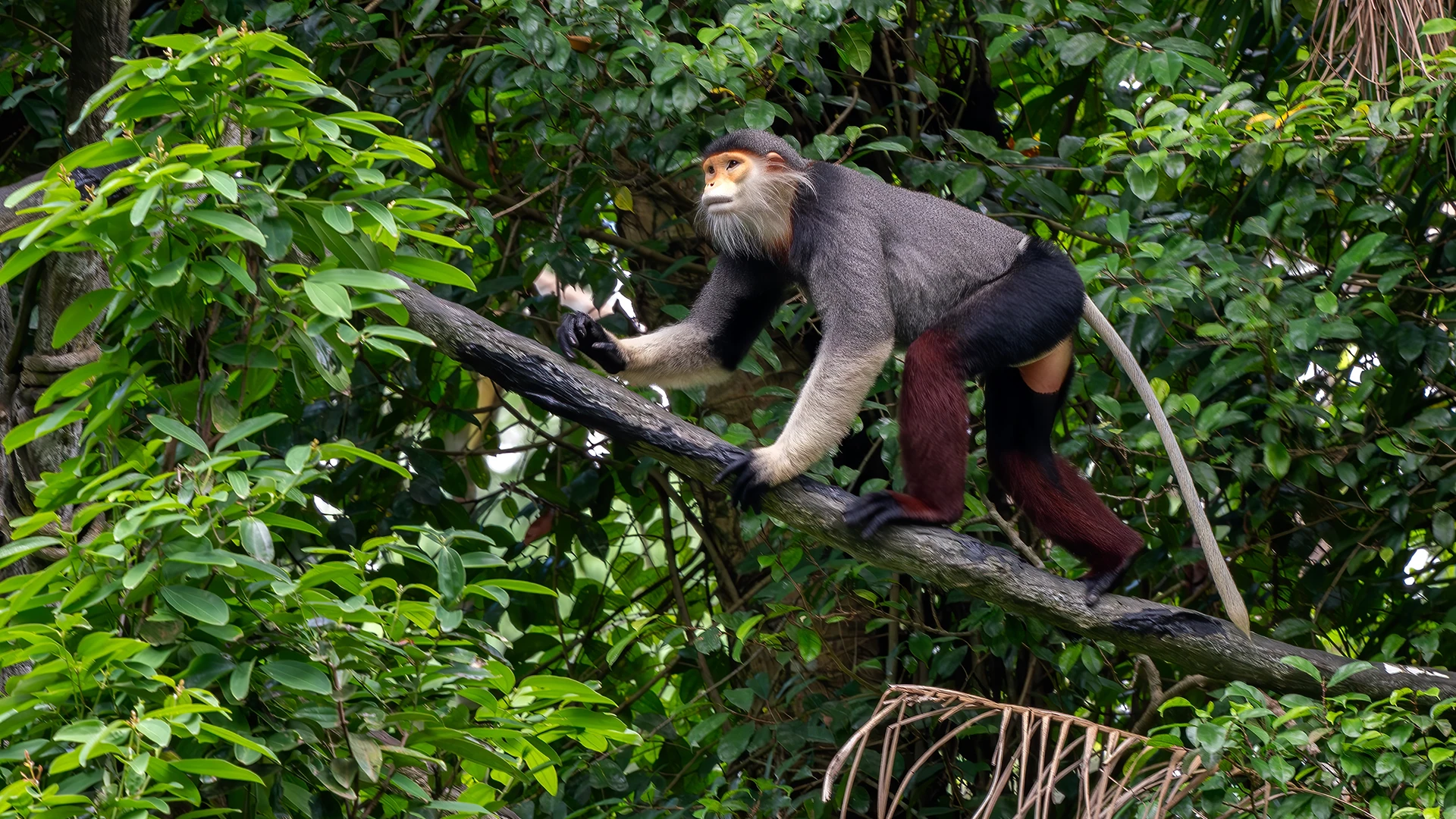 Red-shanked Douc Langur