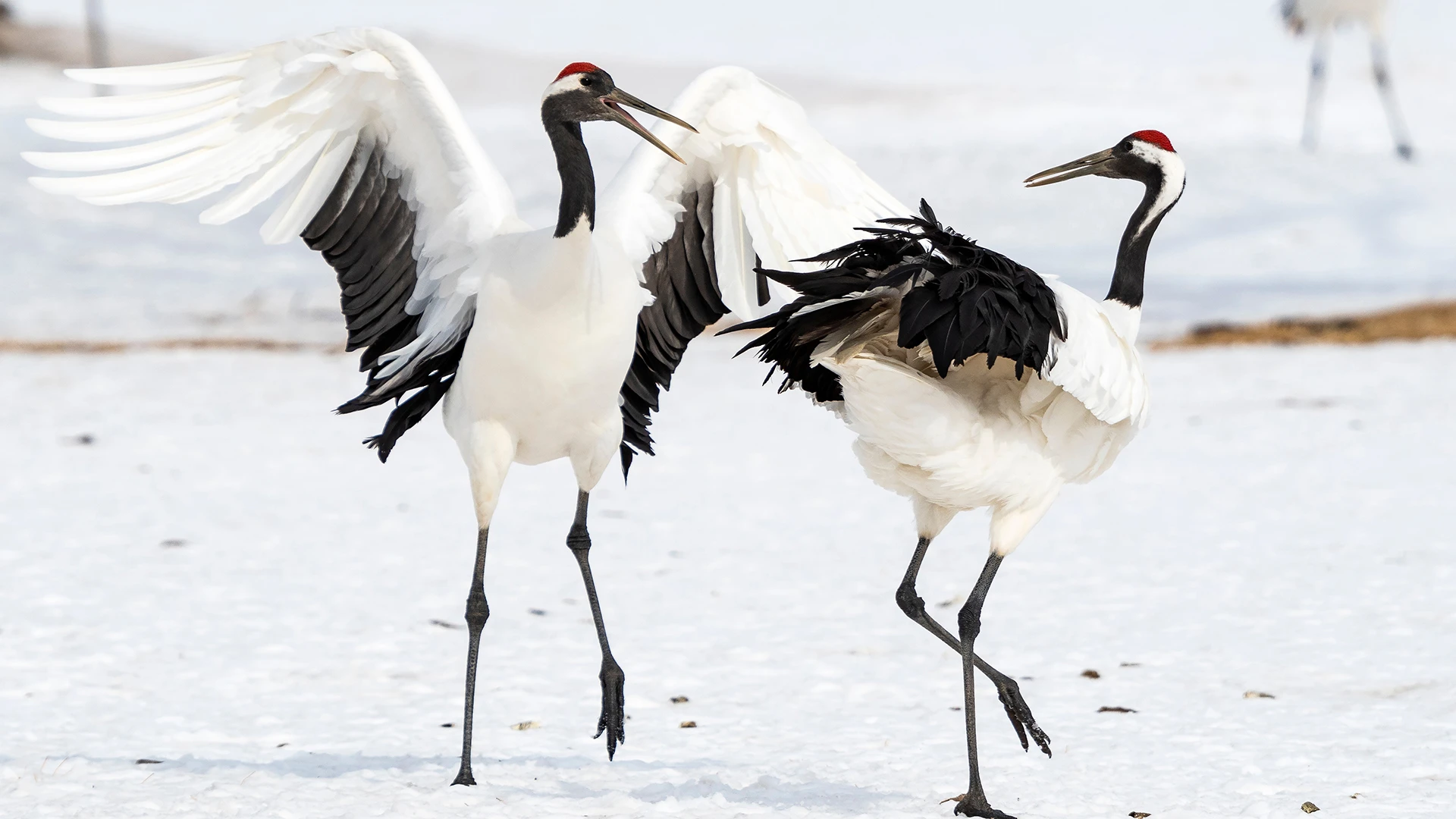Red-crowned cranes