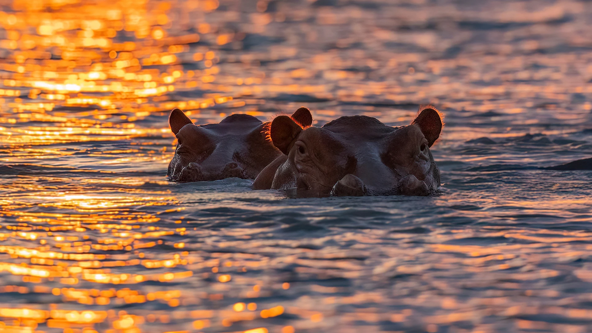 Ruaha & Selous (Nyerere) 
