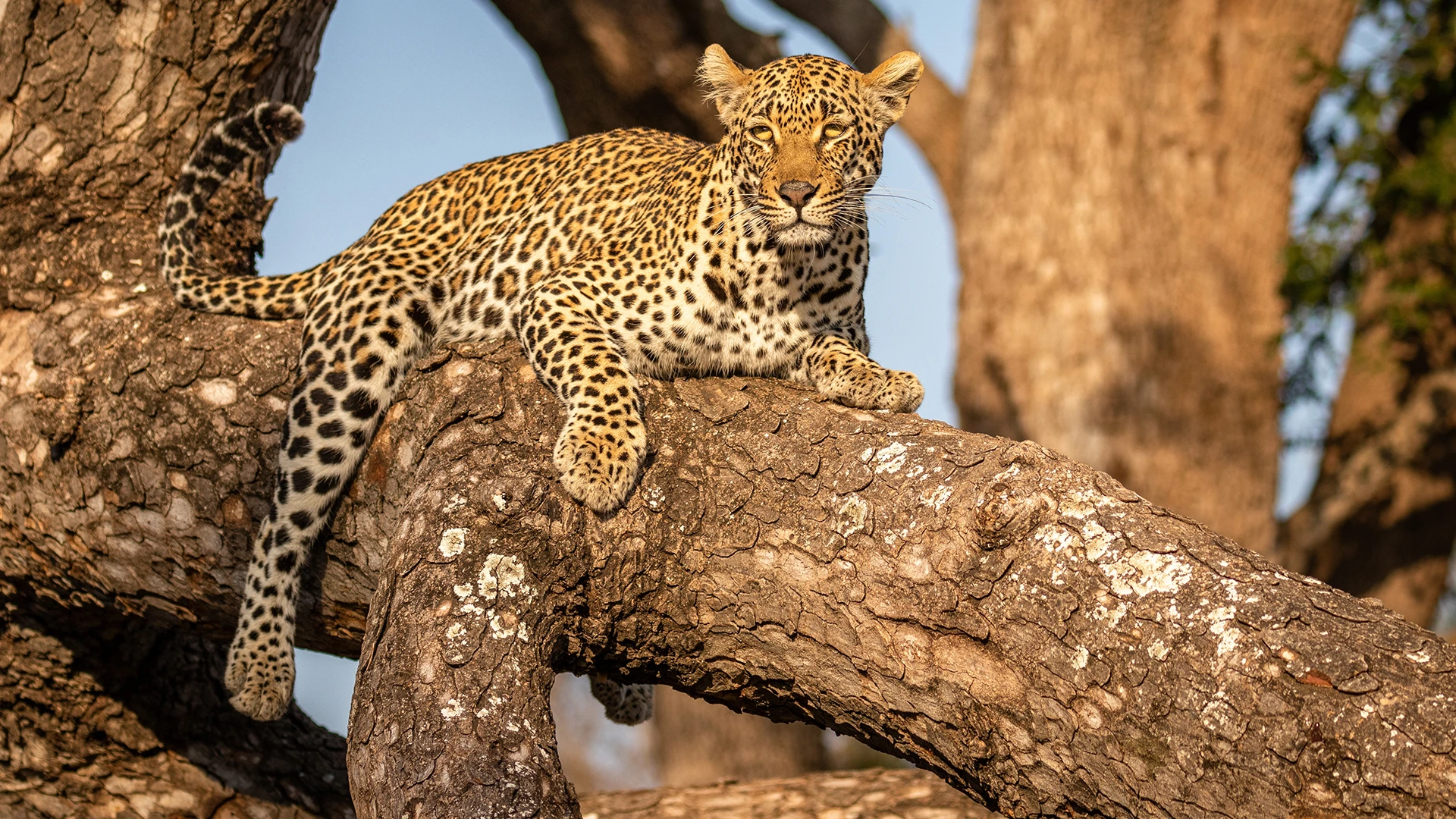 Greater Kruger & Sabi Sands