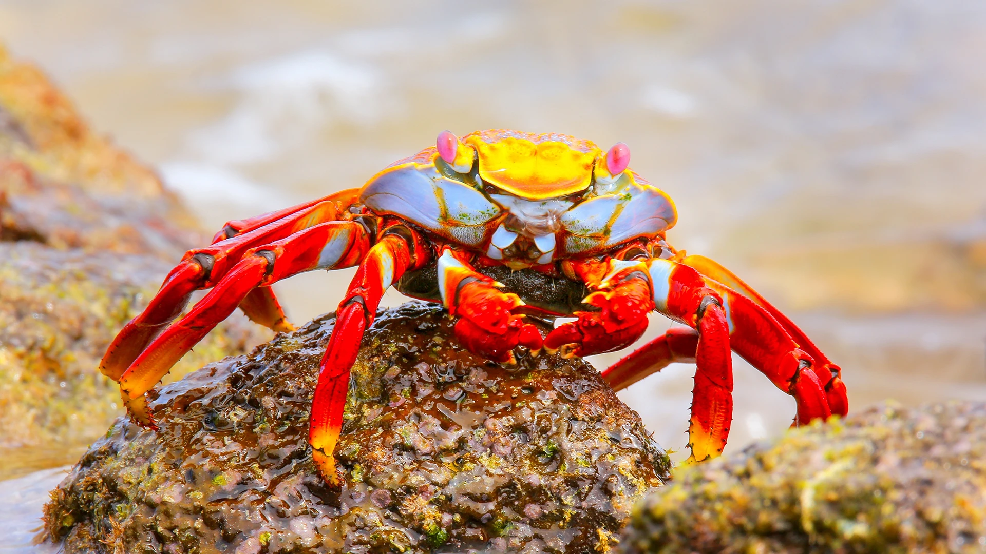Sally lightfoot crab