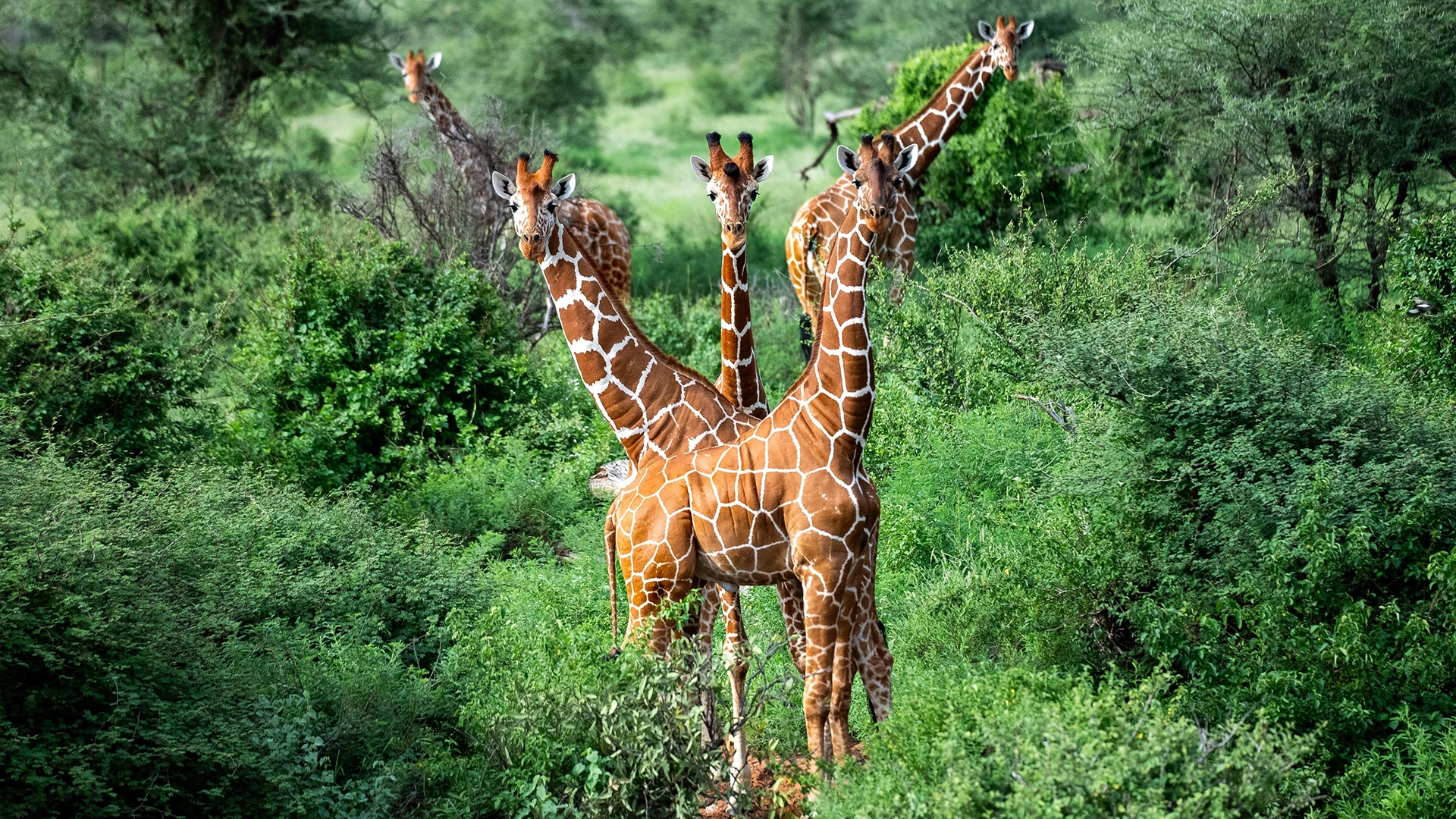Samburu Special Reserve
