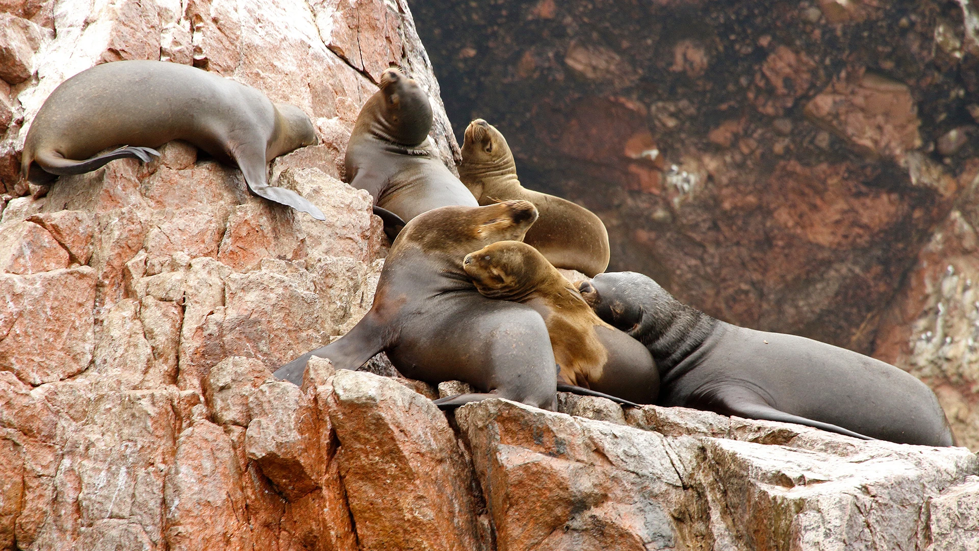 Sea Lions on the Rocky Shores of Islas Ballestas