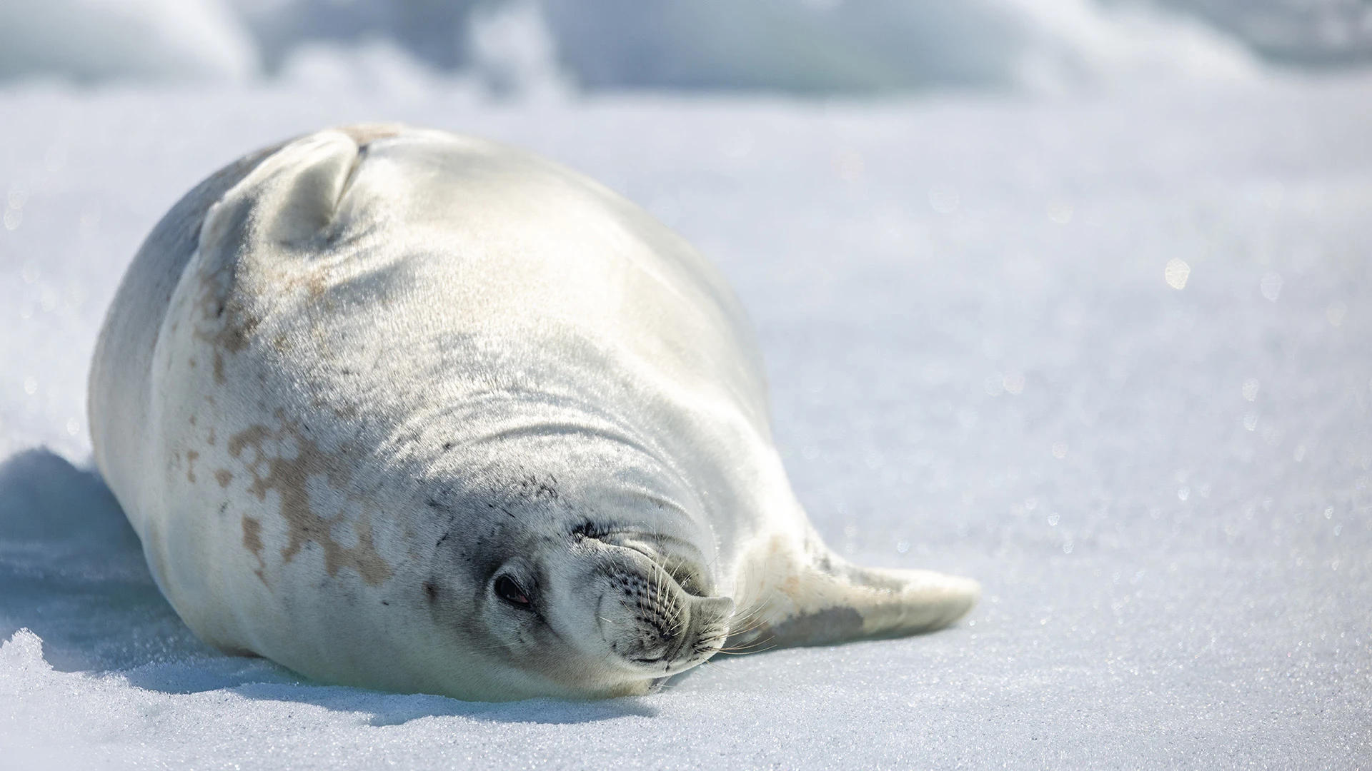 Seal Quark Expeditions Antarctica