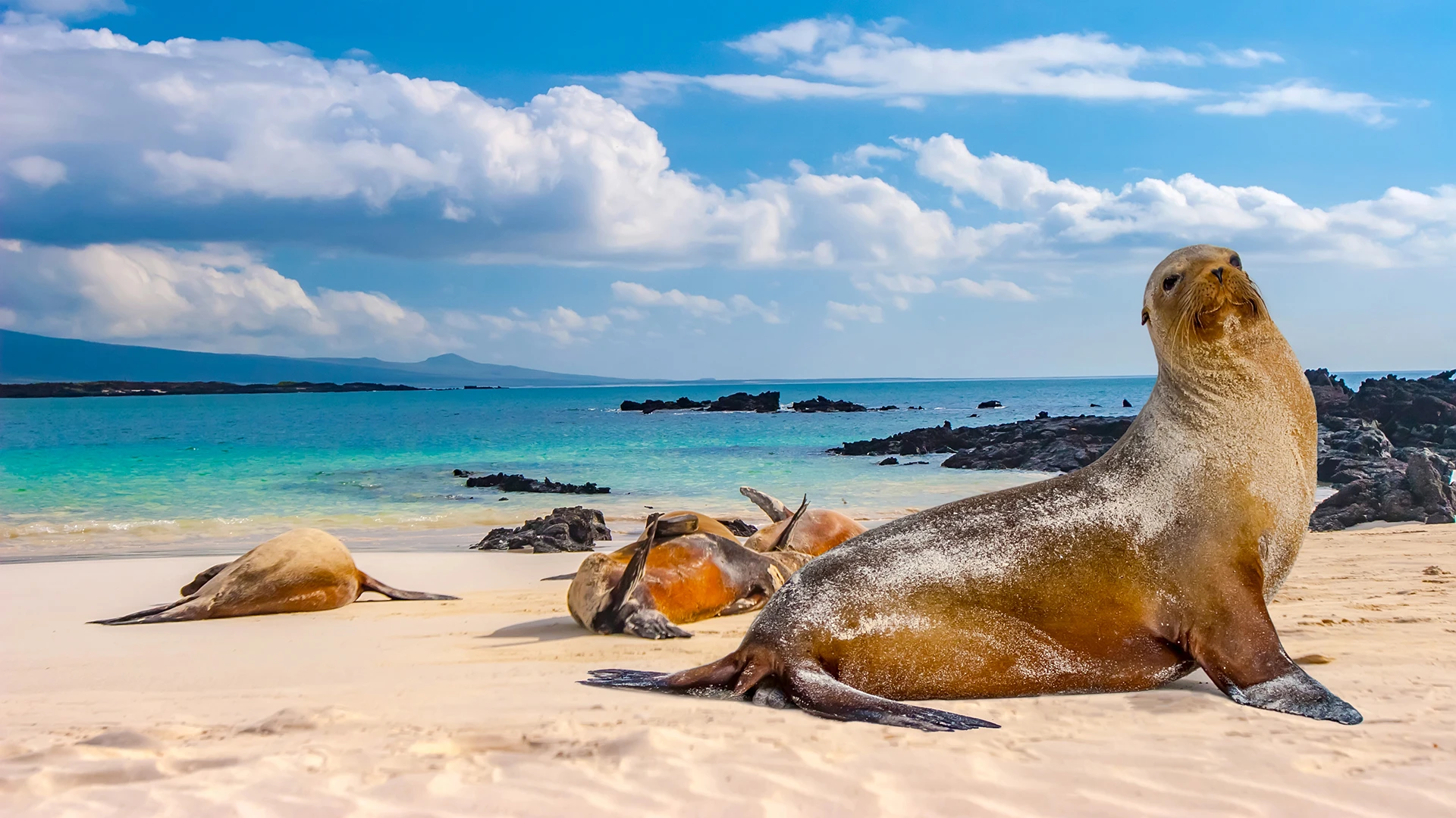 Seals Darwin Bay, Galapagos