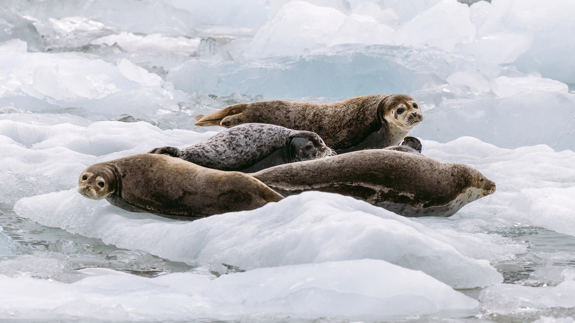 Seals Tracy Arm Fjord Alaska