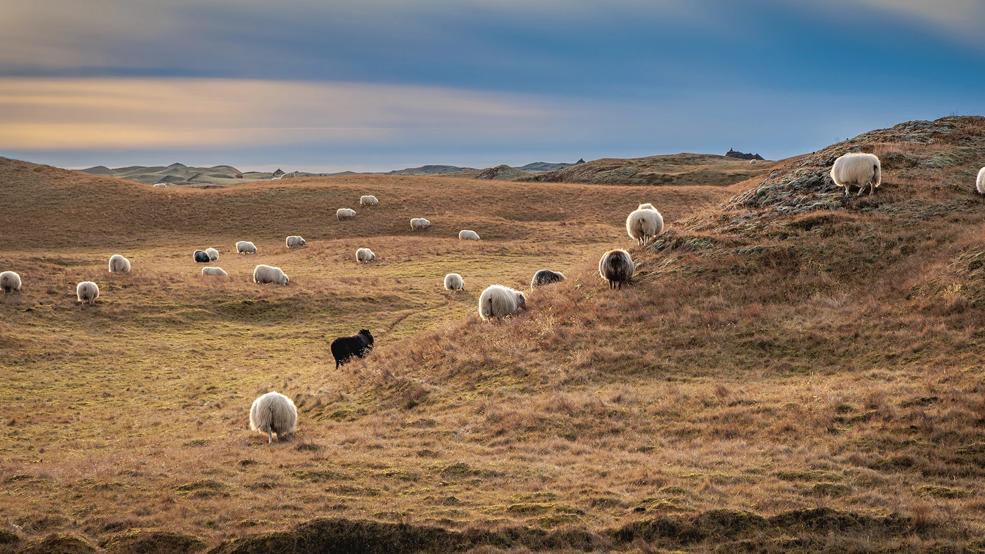 Sheep on the open pastures