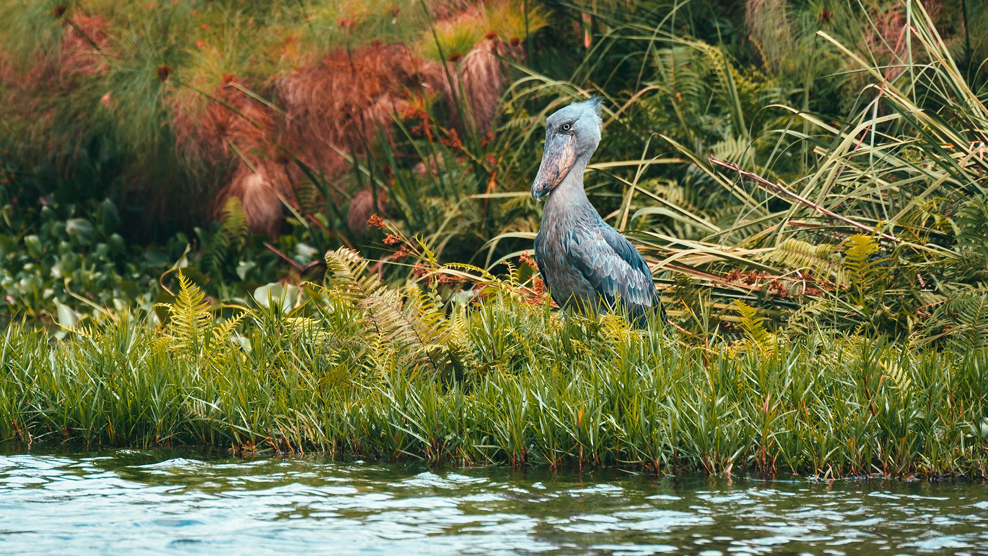 Shoebill Stork (Balaeniceps rex)
