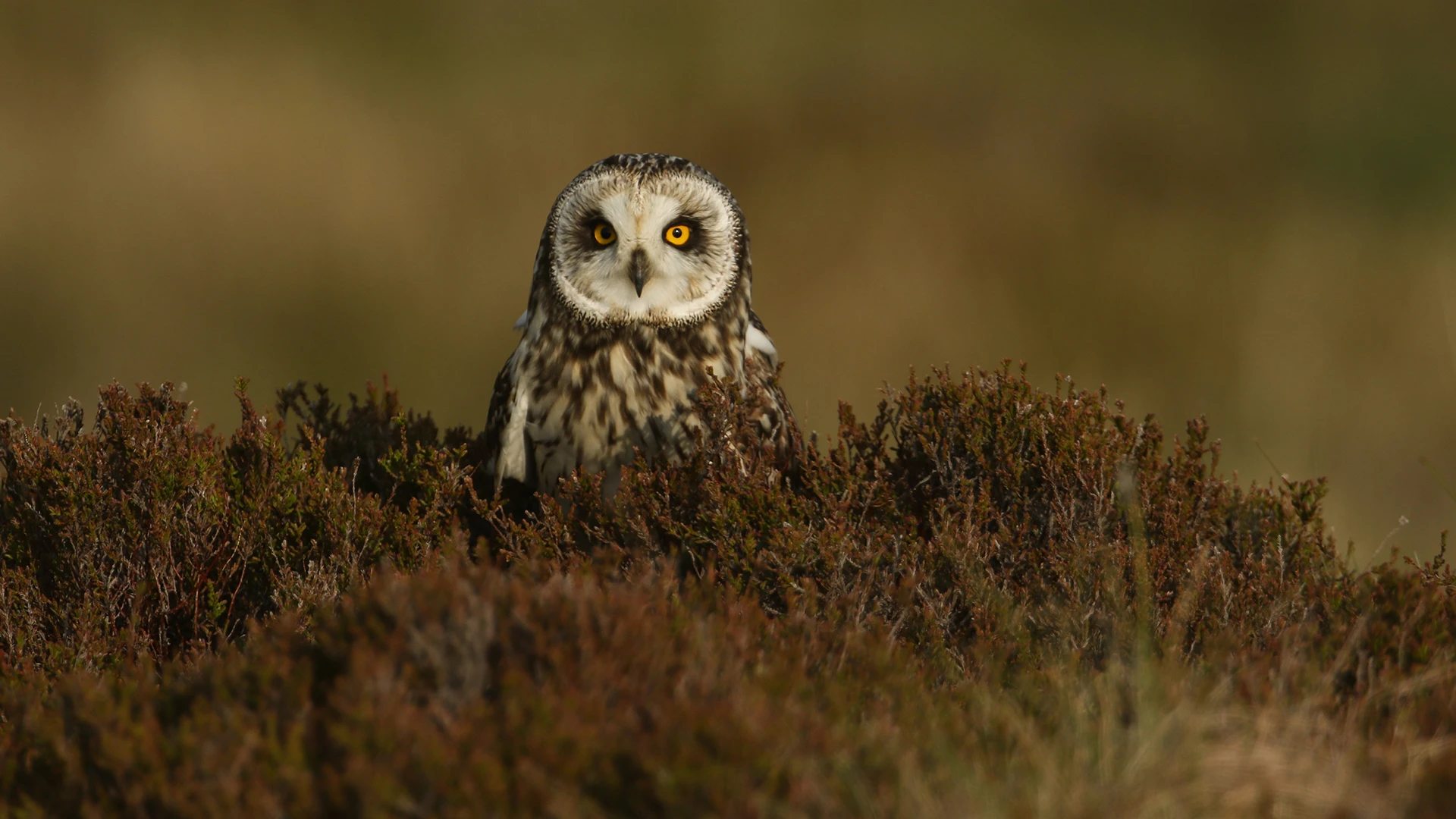 Short-eared owl