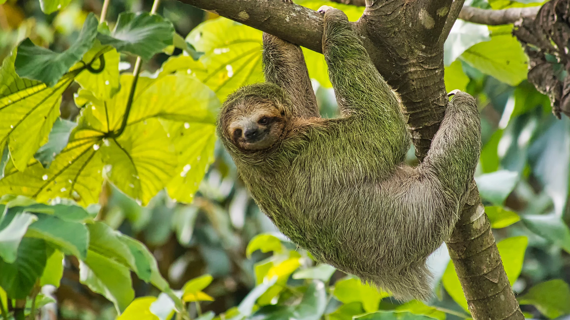 Pale-throated Sloth