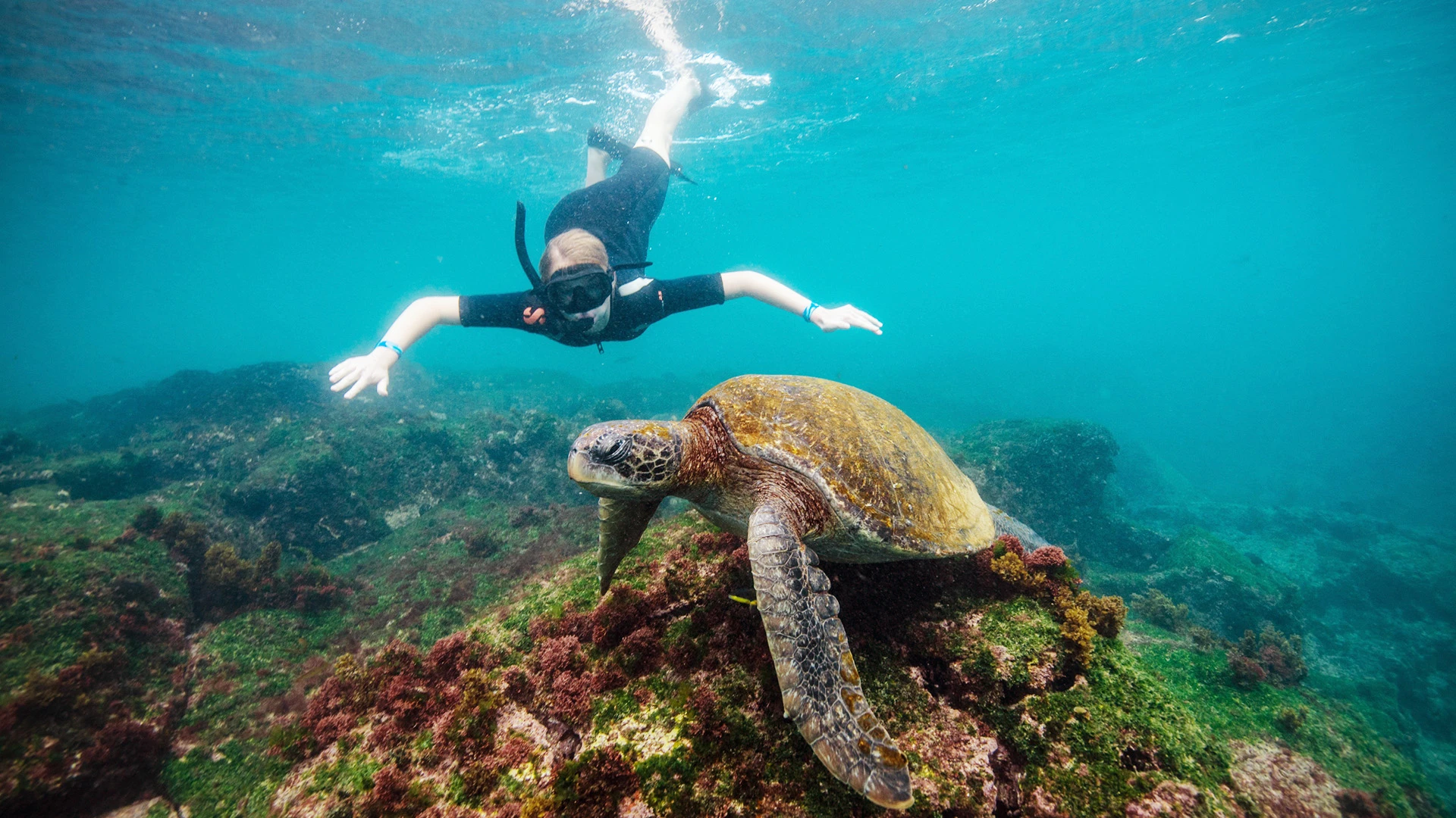 Snorkelling Galapagos Ecuador