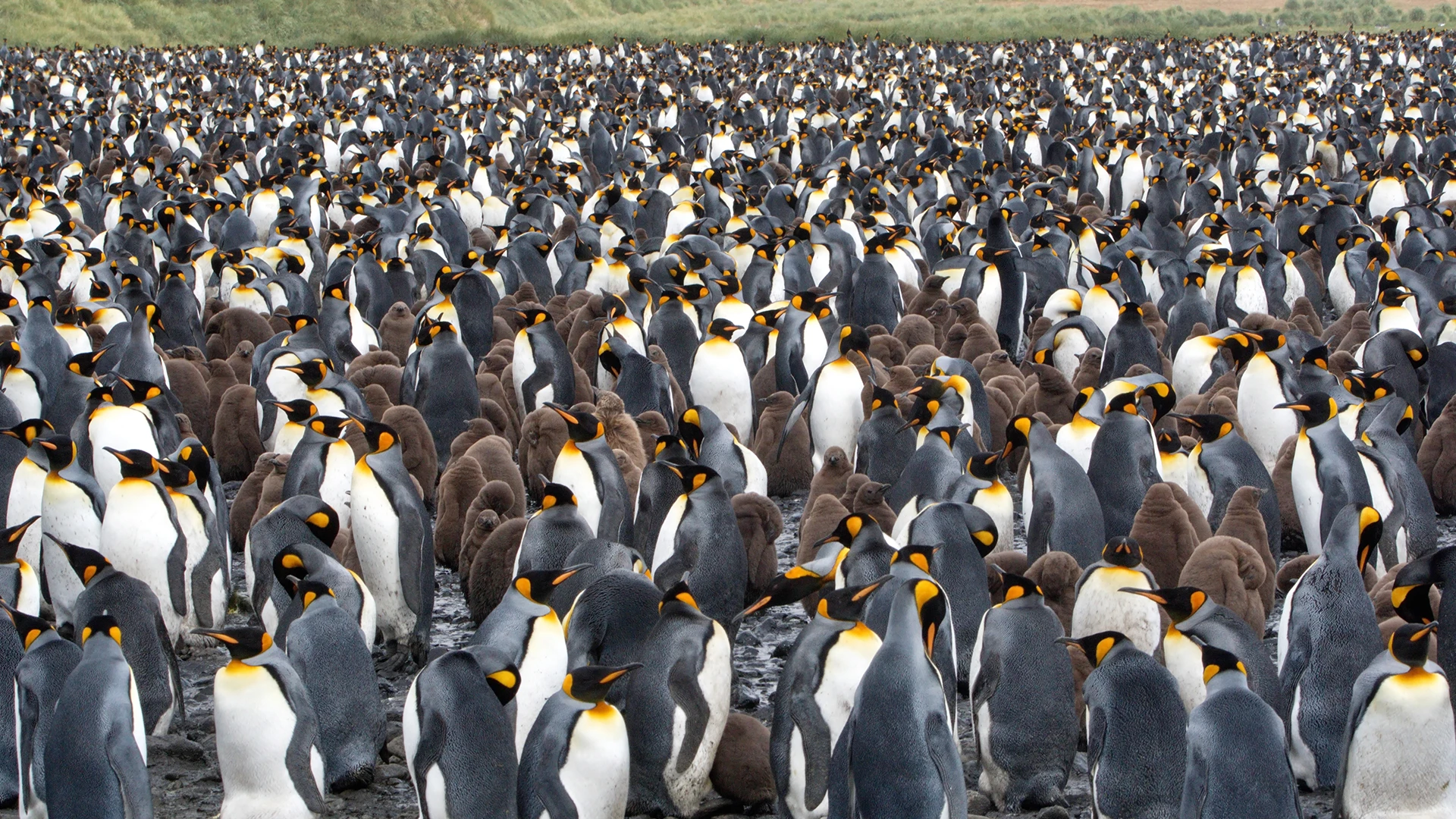 South Georgia