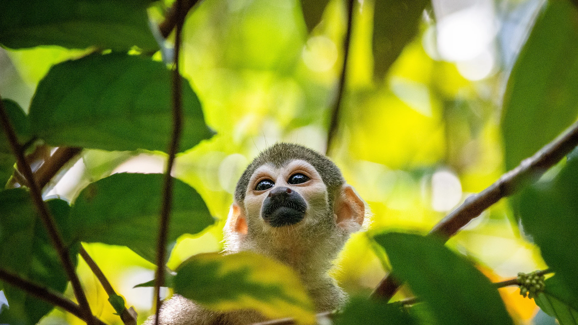Squirrel monkey