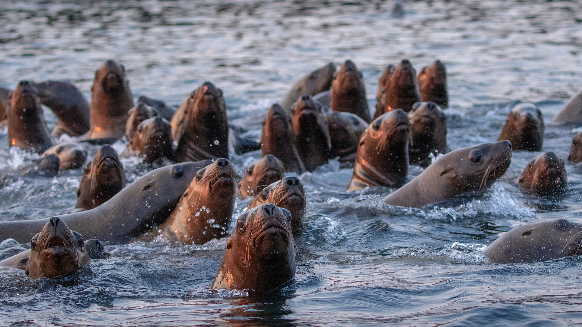 Steller Sea Lions Frederick Sound Alaska