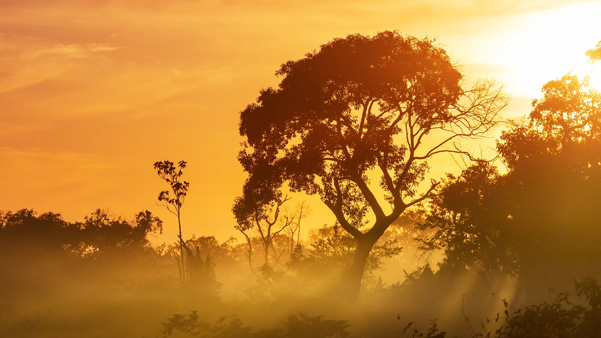 Sunset over the jungle