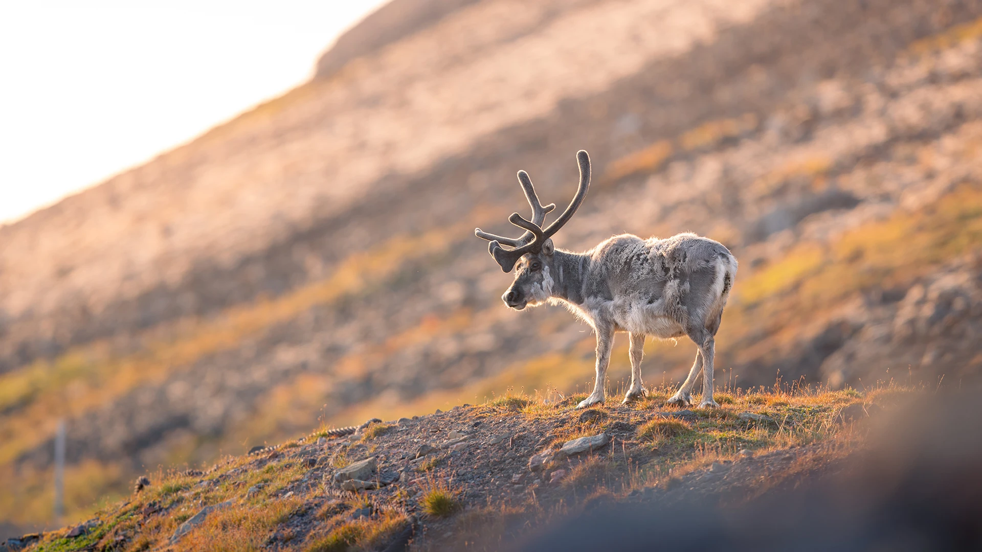 Svalbard Reindeer